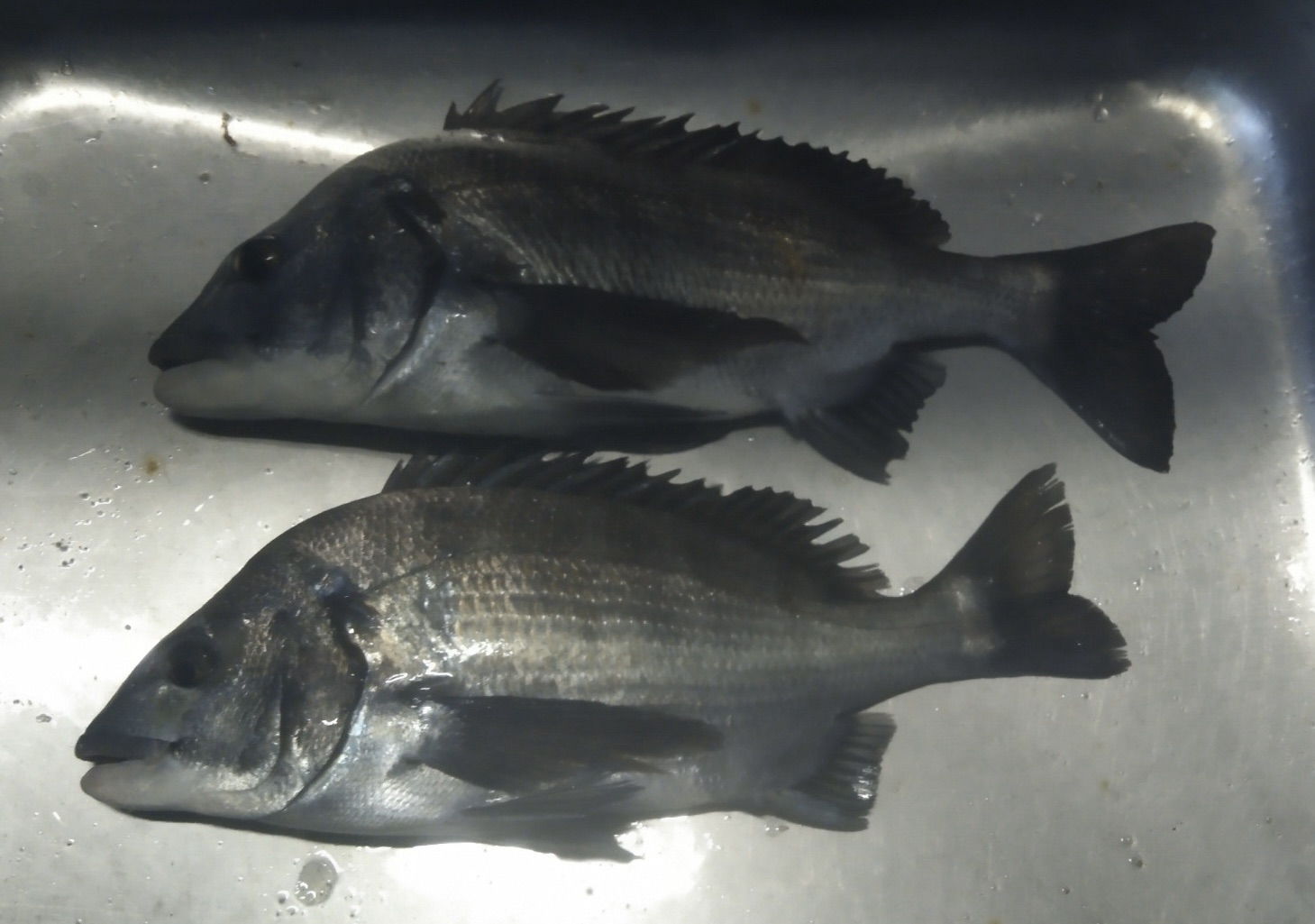 謹賀新年‼️本日より営業再開*\(^o^)/*サムネイル