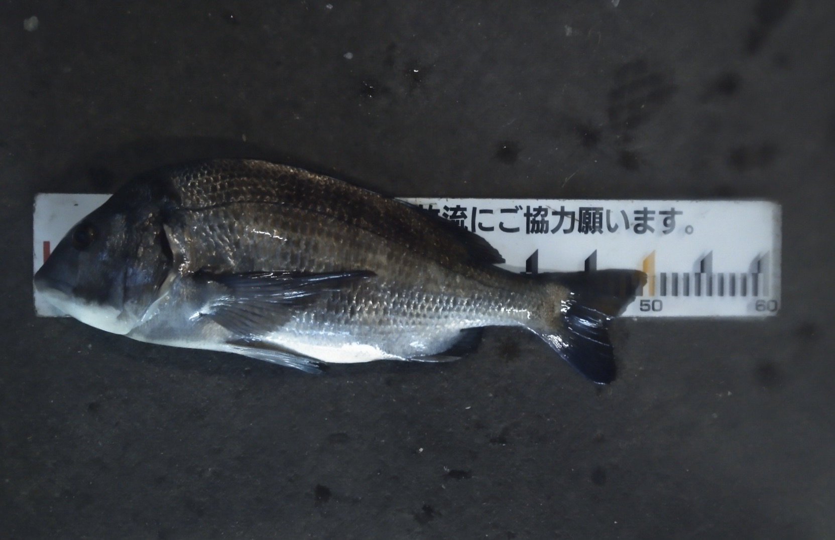 早くも今年最初の年無しが貯木場で釣れた*\(^o^)/*サムネイル