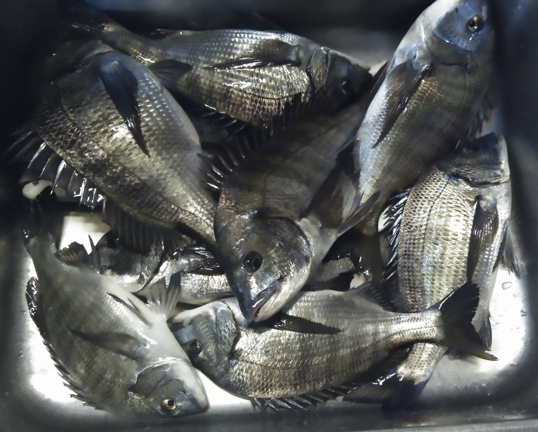 貯木場で大釣り*\(^o^)/*サムネイル