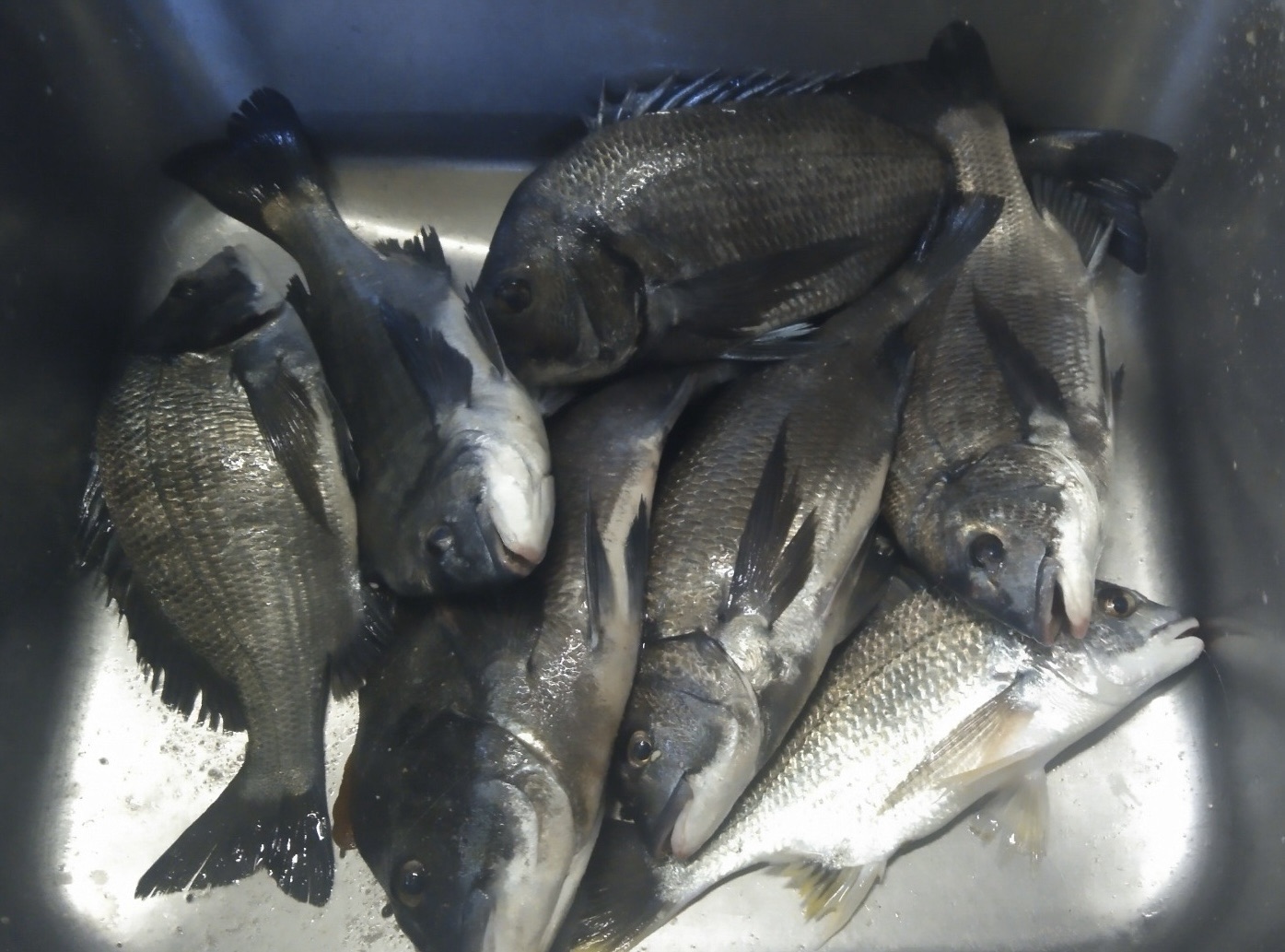 折戸、貯木場各所で大物多数釣れる(((o(*゚▽゚*)o)))♡サムネイル