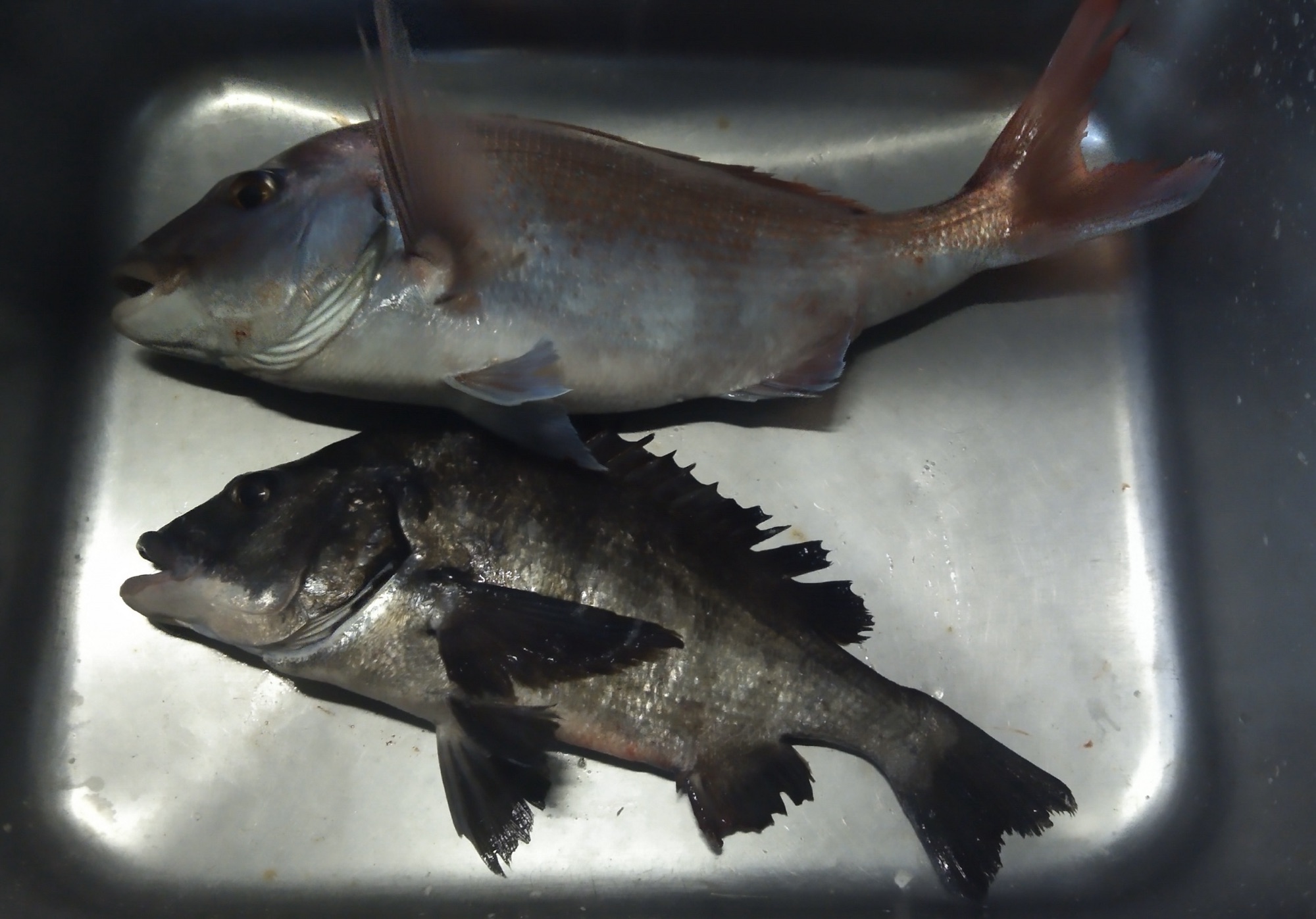 強風の中、貯木場で大マダイが釣れた(^-^)vサムネイル