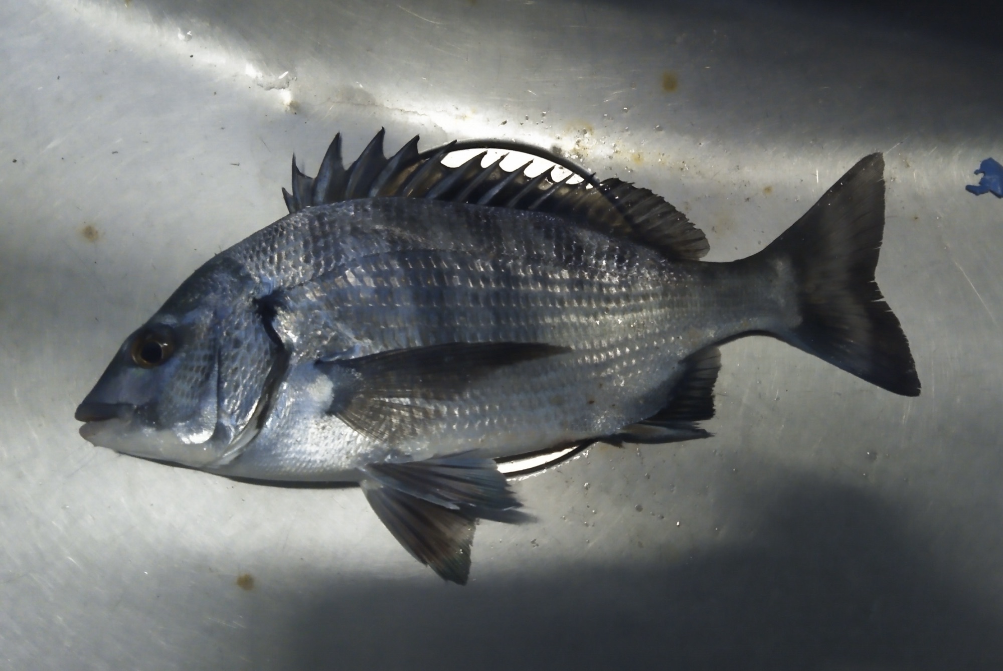 終了間際になって釣れました(^^)サムネイル