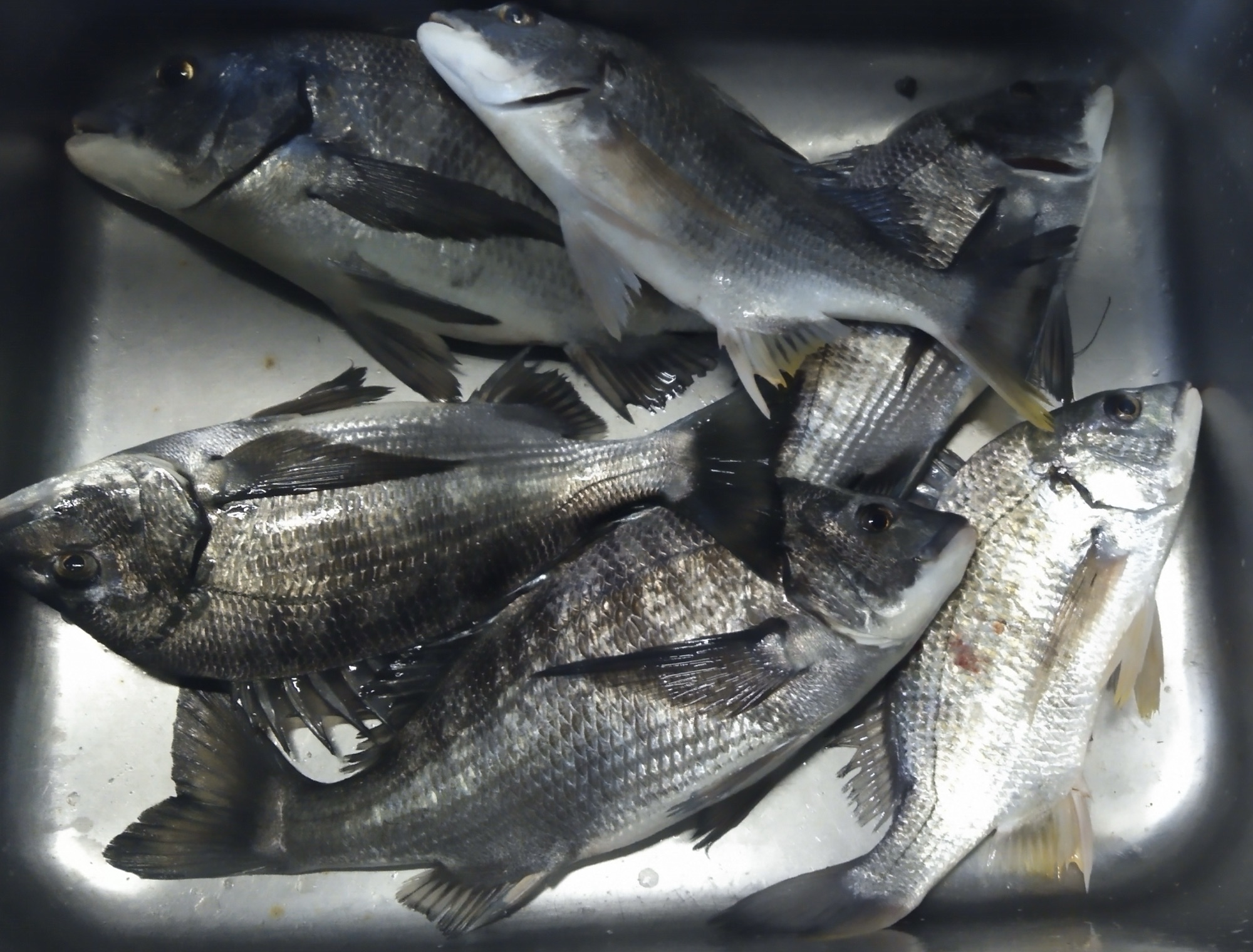 寒空の中、貯木場で４０㎝の大物釣れている(^з^)-☆サムネイル