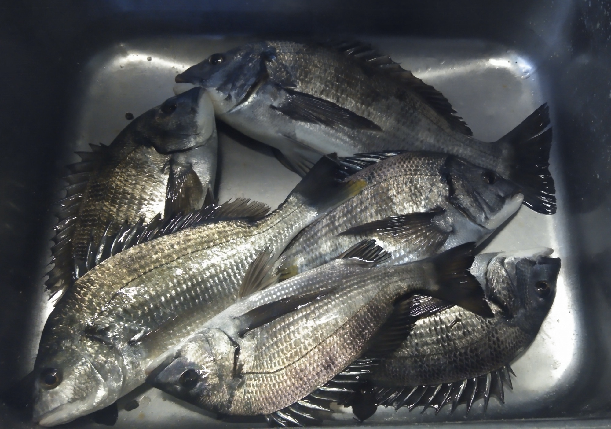 MFG清水港大会、貯木場で大釣り(((o(*ﾟ▽ﾟ*)o)))♡サムネイル