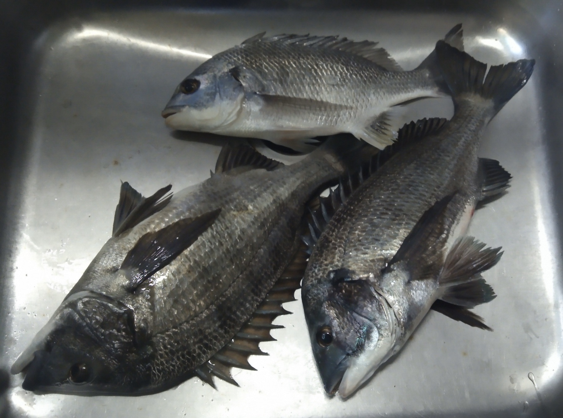 貯木場で午後から大物釣れた(^^)vサムネイル