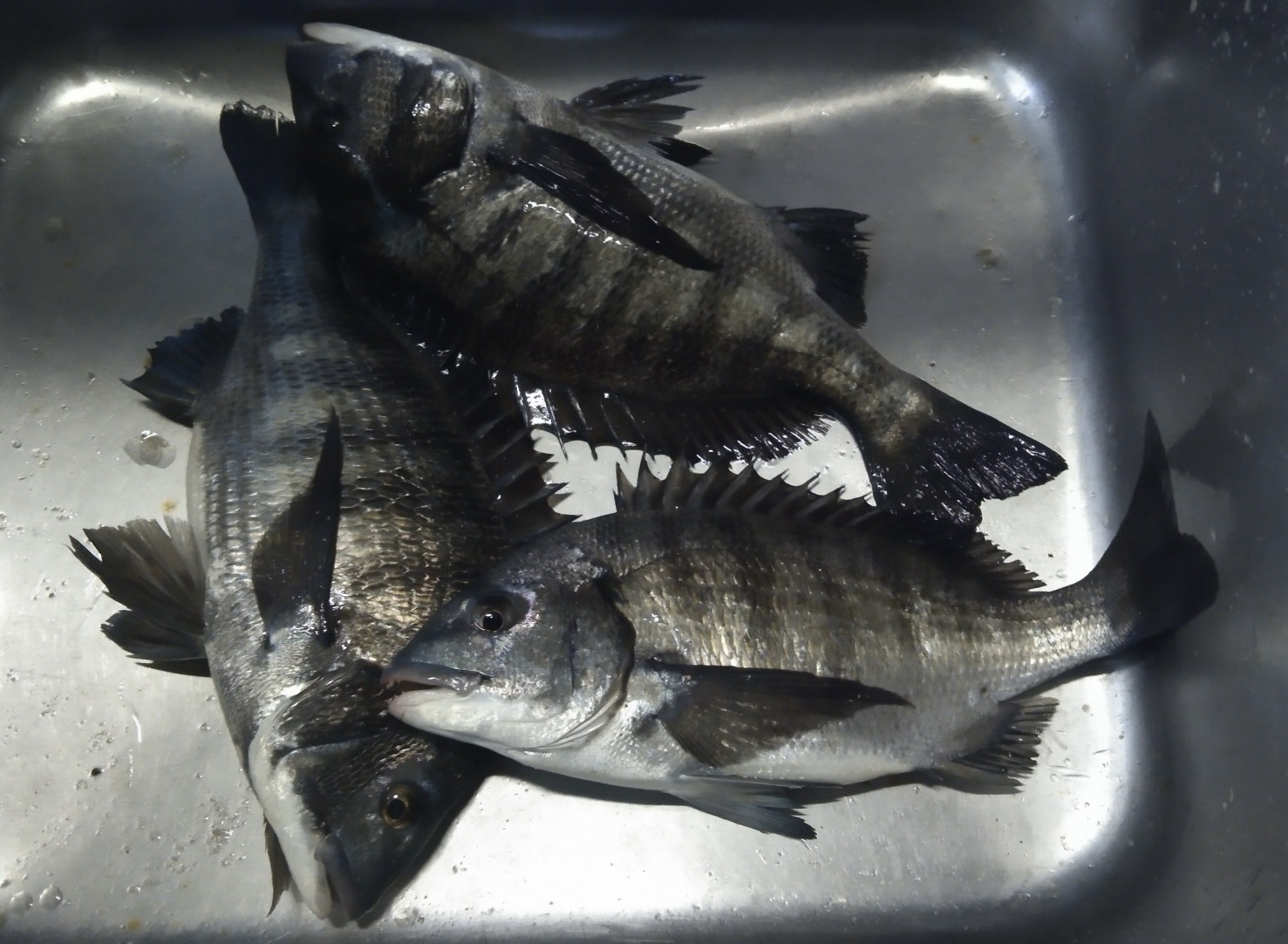 貯木場で終了間際になってから大物釣れる(^з^)-☆サムネイル