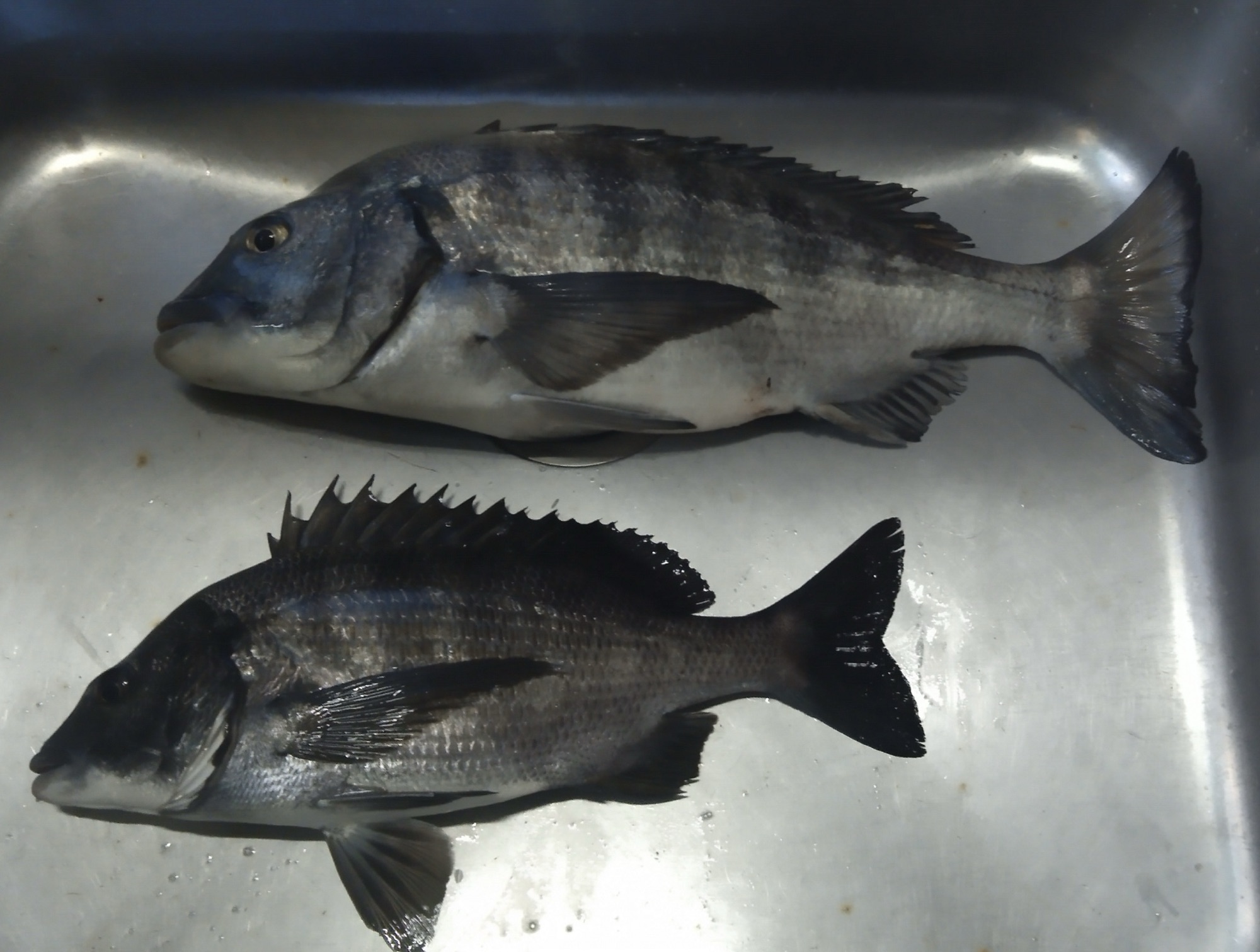 喰い渋いですね(^_-)サムネイル