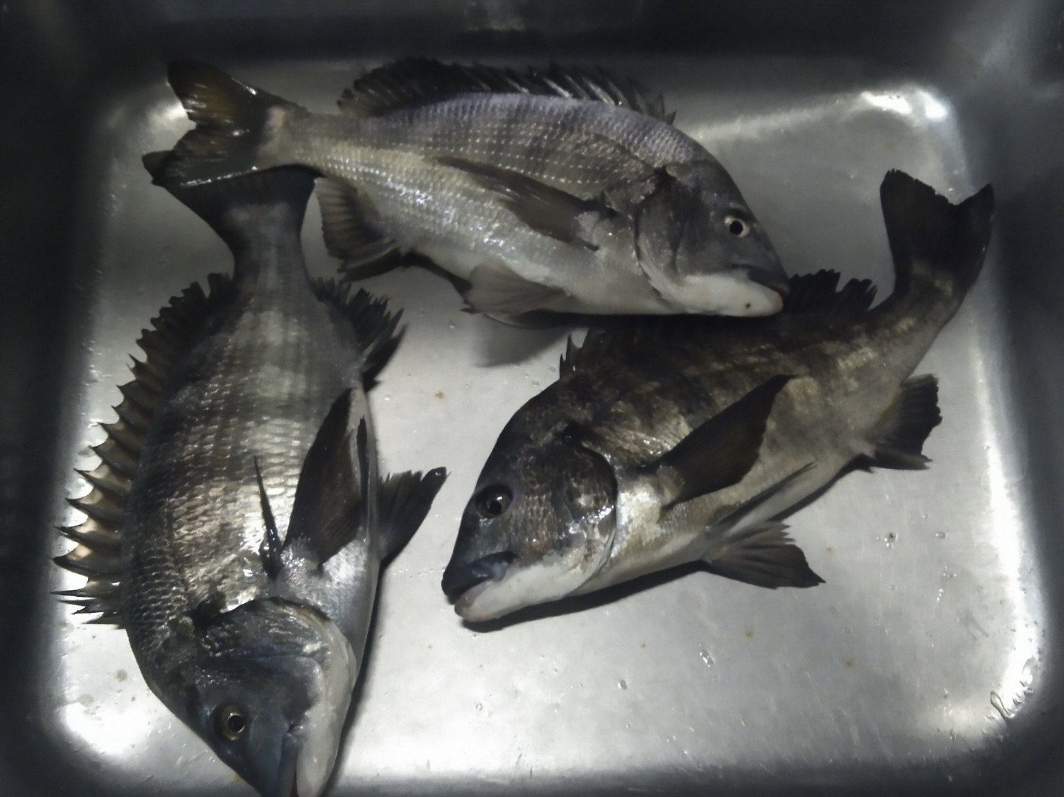 三保取入口で大物、終了時にはまさかの降雪(　ﾟдﾟ)サムネイル