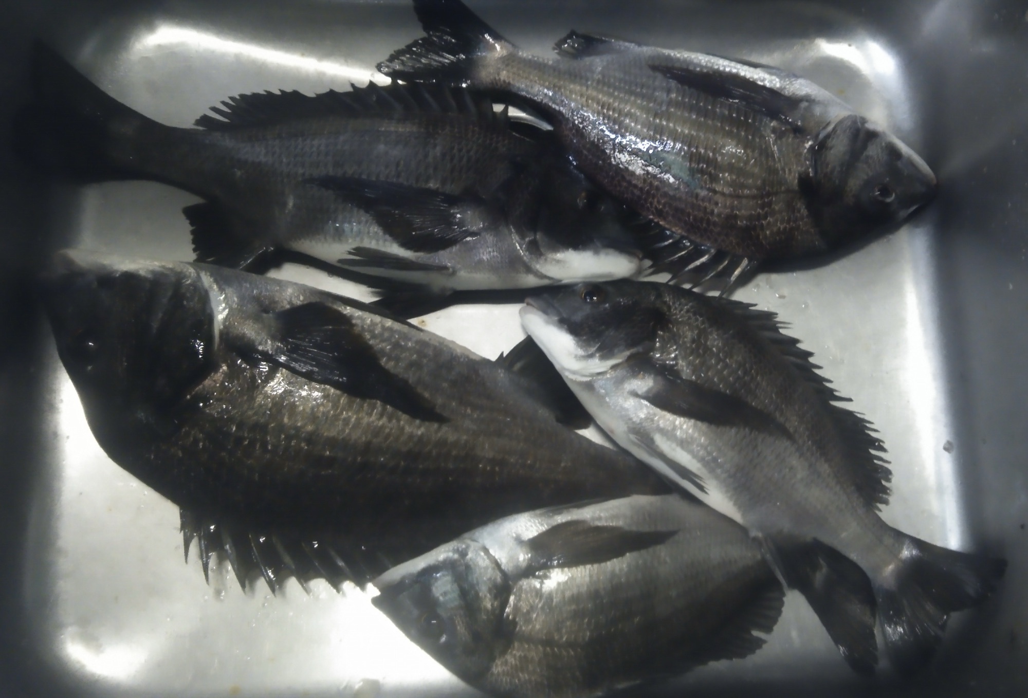 貯木場で短時間で多数クロダイ釣れた(o^^o)サムネイル