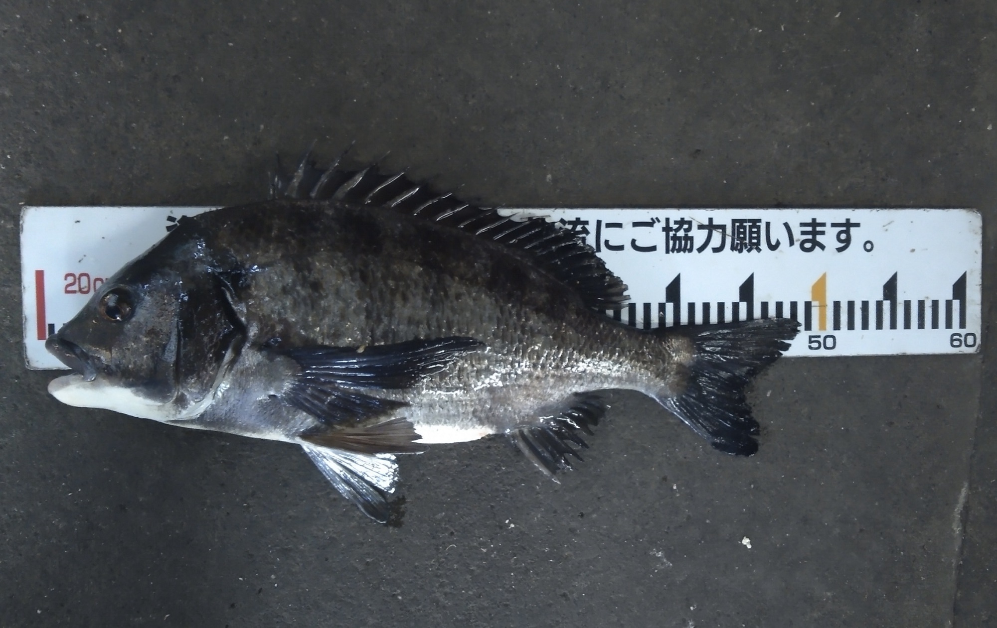 折戸から貯木場へ移動して大物釣れた♪(v^_^)vサムネイル