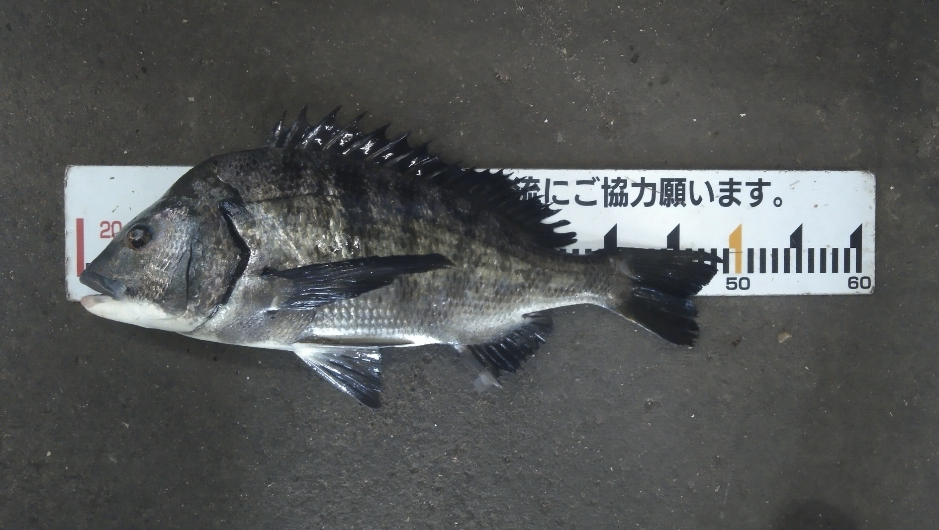 折戸でも40㎝級の大物釣れましたよ♪(v^_^)vサムネイル