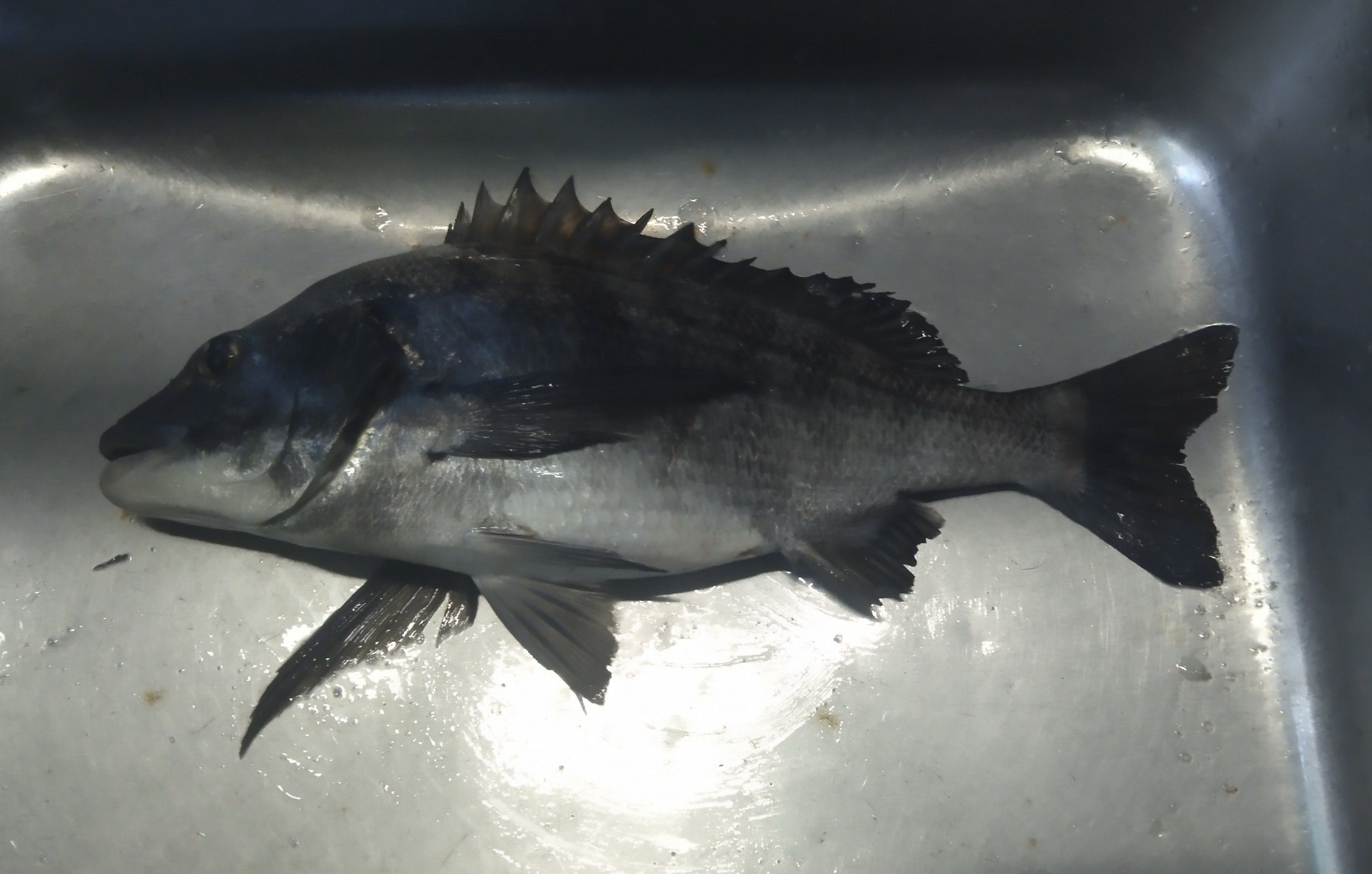 単発傾向、折戸で大物釣れる(^_^)vサムネイル