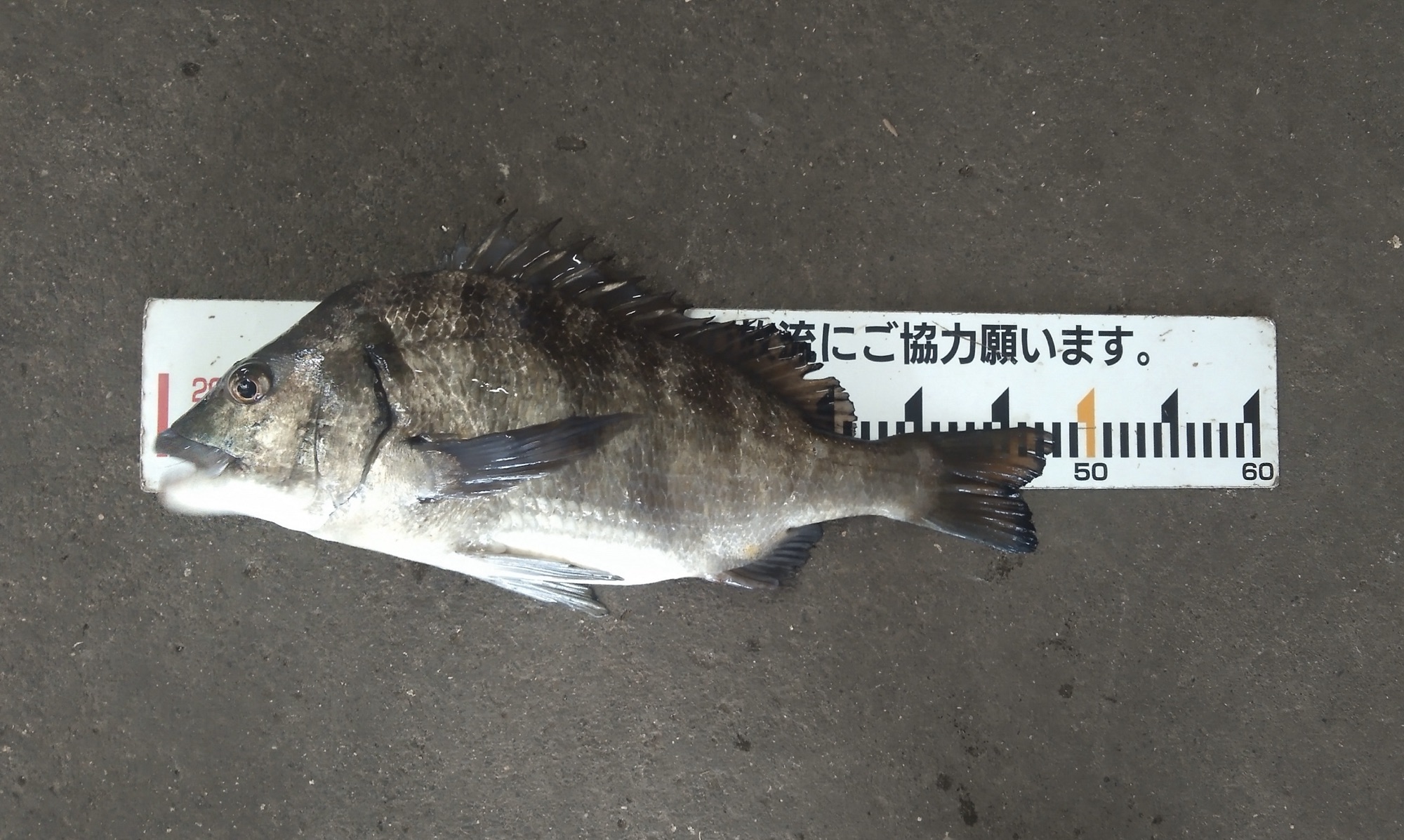 貯木場で大物、折戸でキビレが釣れた(^^)サムネイル