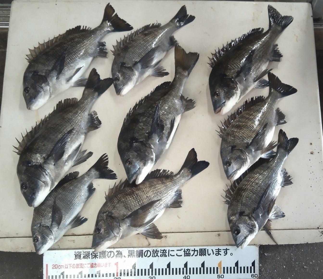 連日折戸で大釣り(((o(*゚▽゚*)o)))♡サムネイル