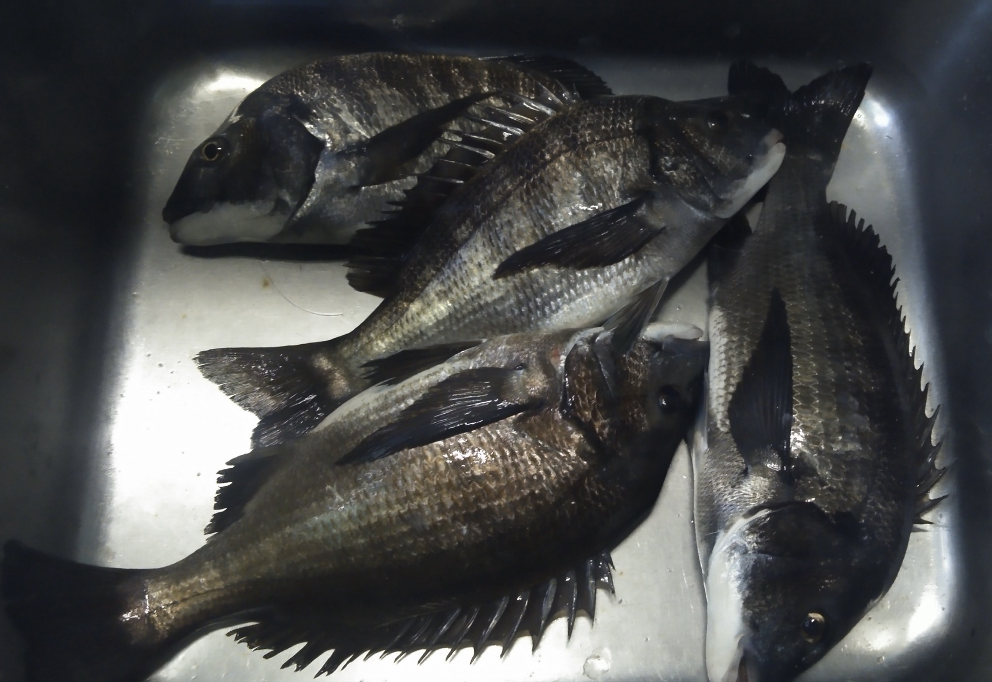 サーバーが復旧しました(^○^)2月21日分サムネイル