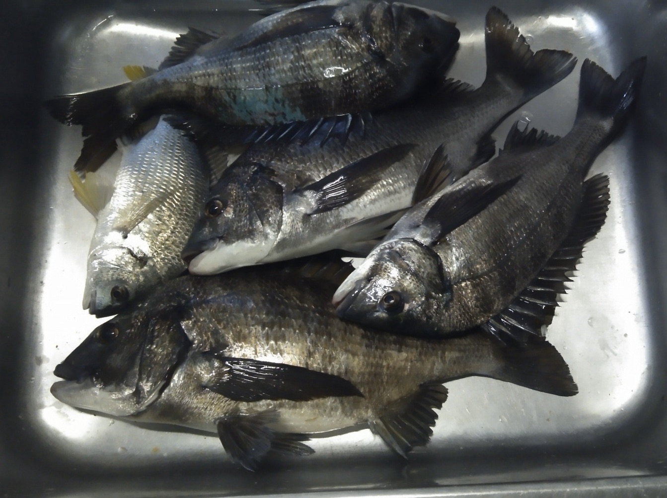 風強まる中で貯木場でクロダイをゲット(^_^)vサムネイル