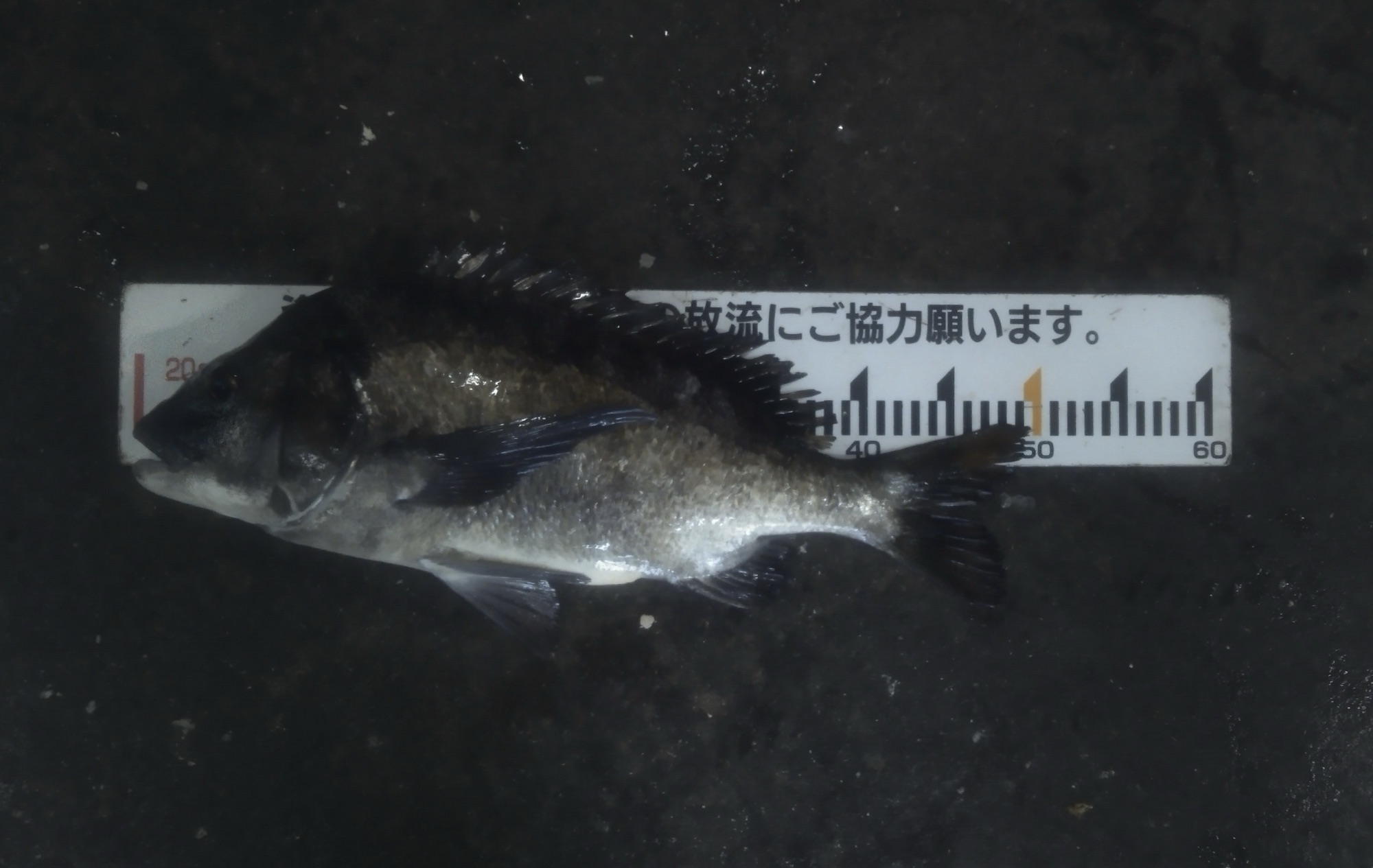 大会予選会最終日m(_ _)mサムネイル