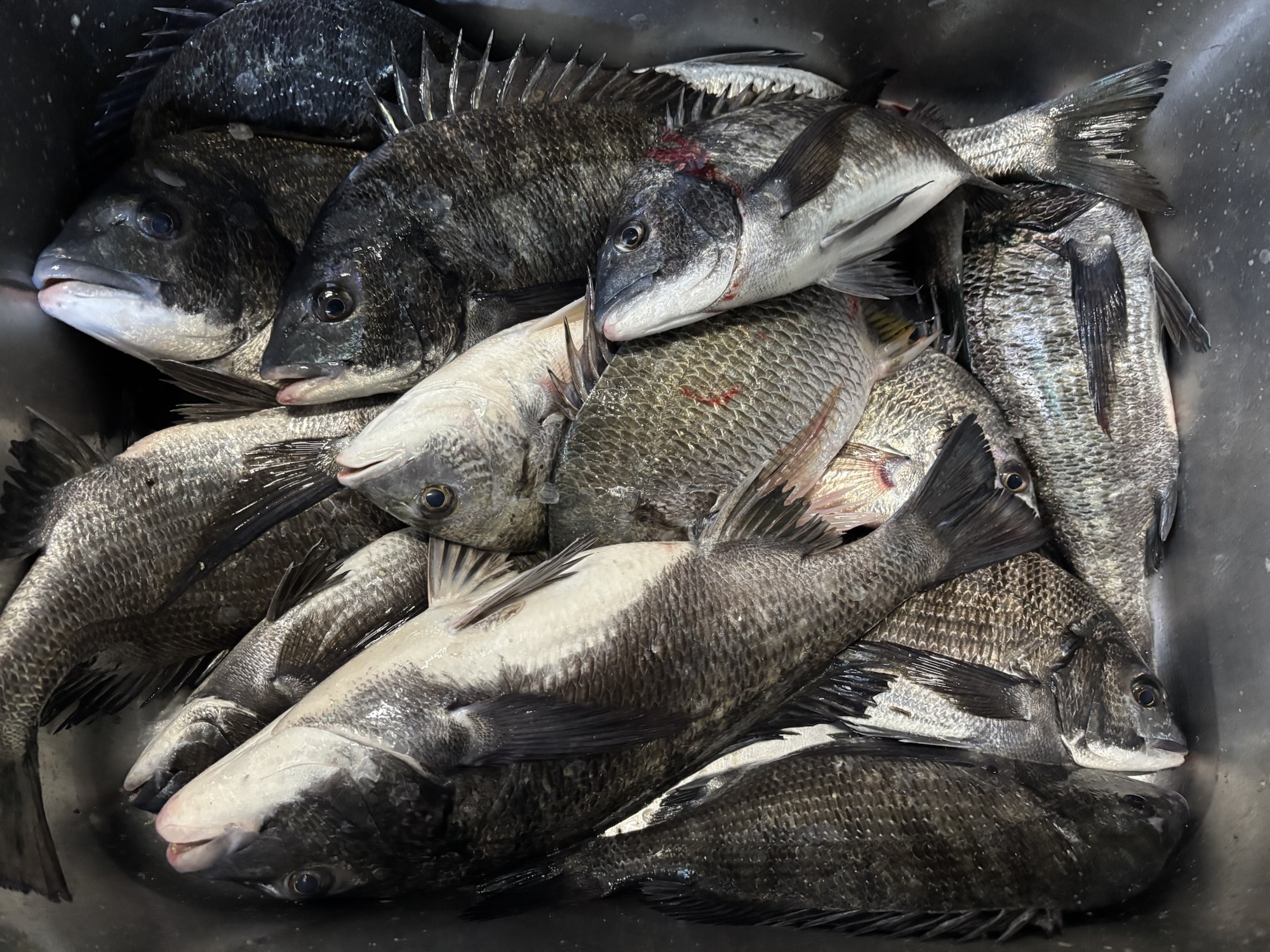 折戸で好漁*\(^o^)/*サムネイル