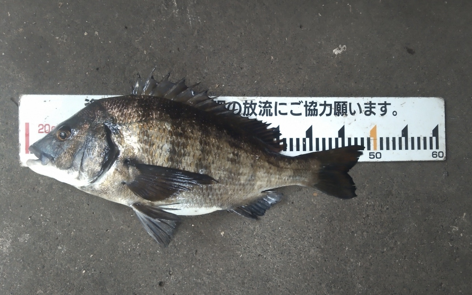 折戸、貯木場各所で大物釣れる＼(^^)／サムネイル