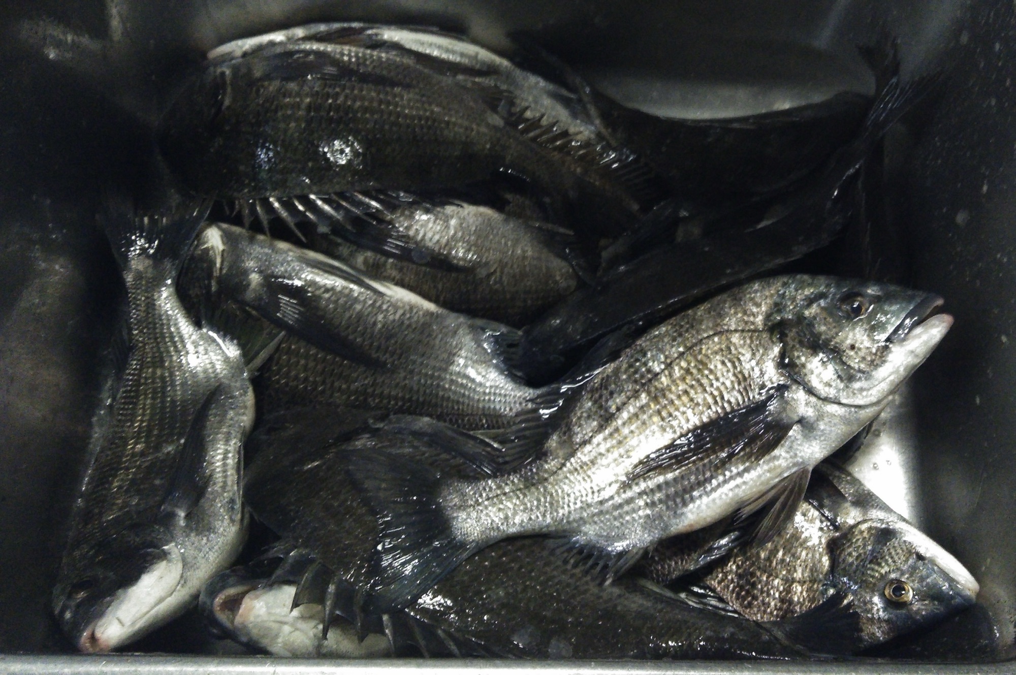 連日折戸で大物爆釣*\(^o^)/*サムネイル