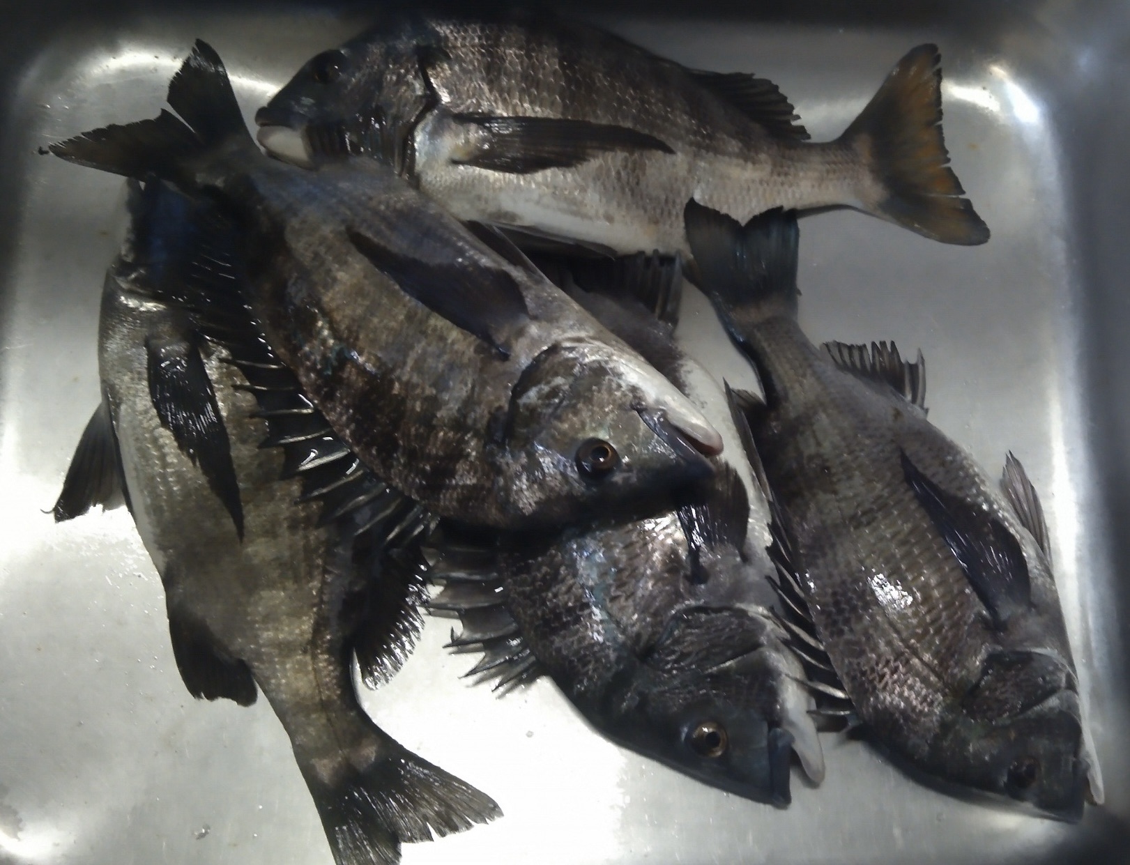 午前中は食い渋り-_-bサムネイル