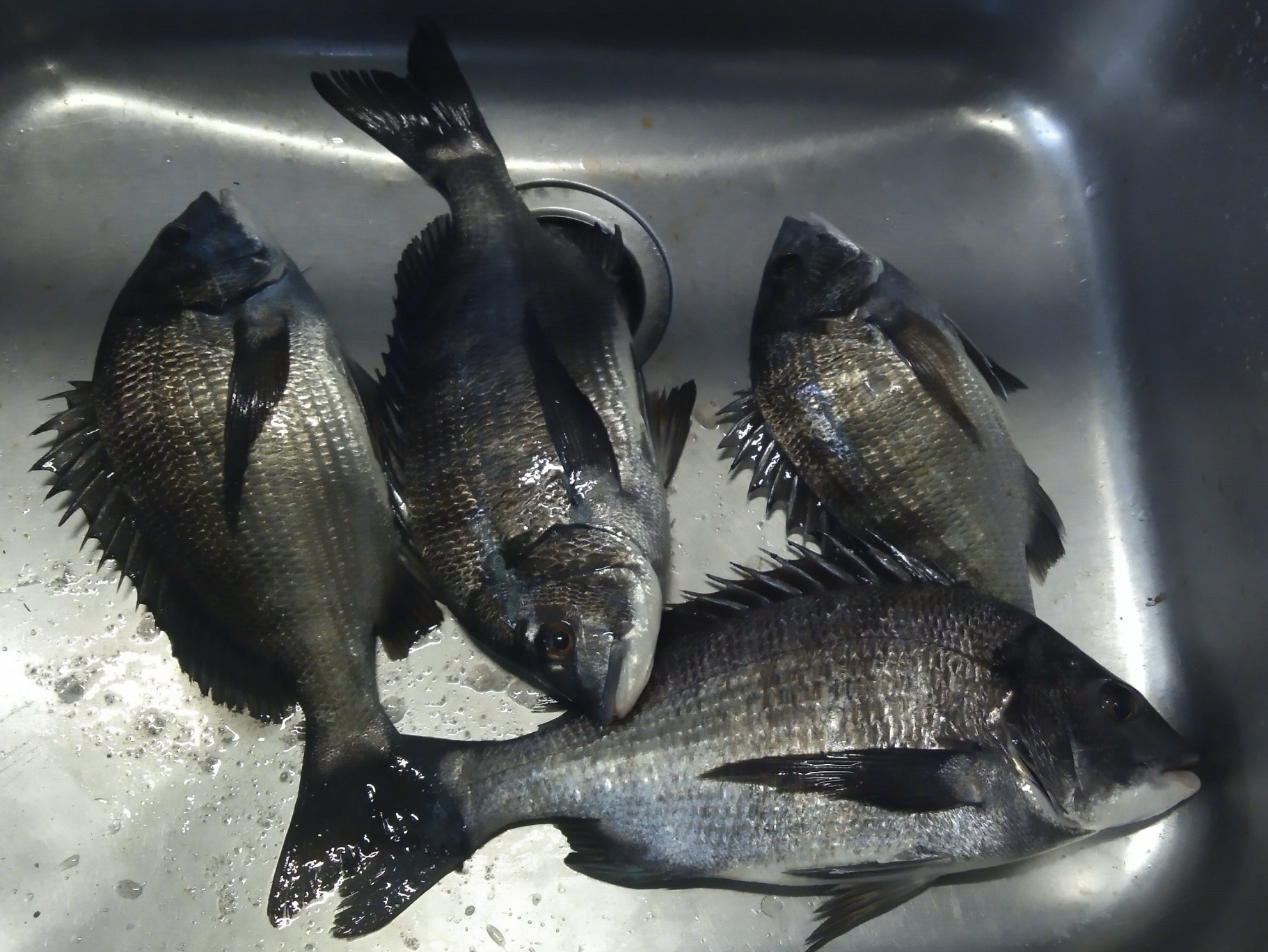 釣行者全員がクロダイゲット(^^)vサムネイル