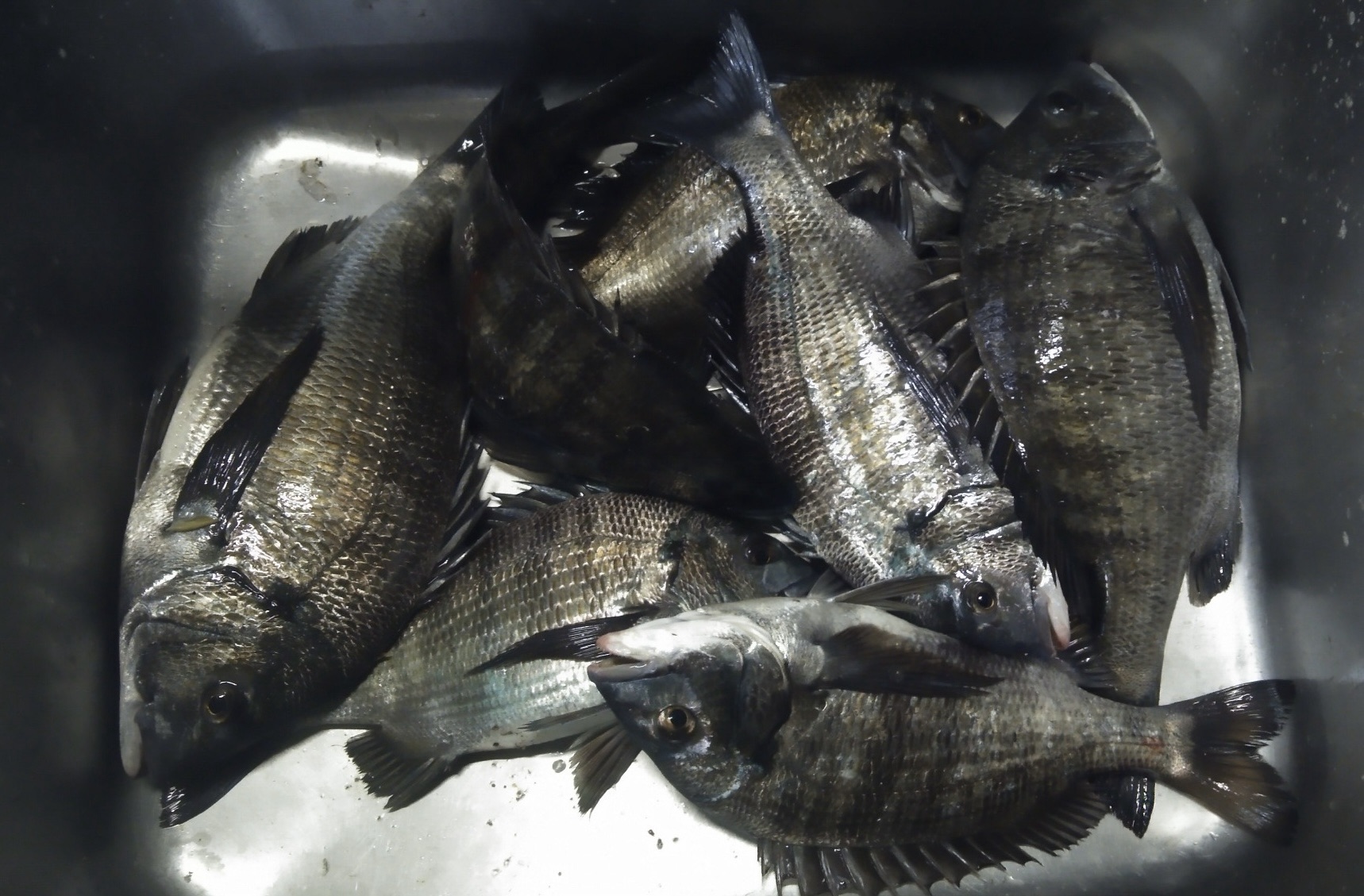 今日は貯木場で好漁*\(^o^)/*サムネイル