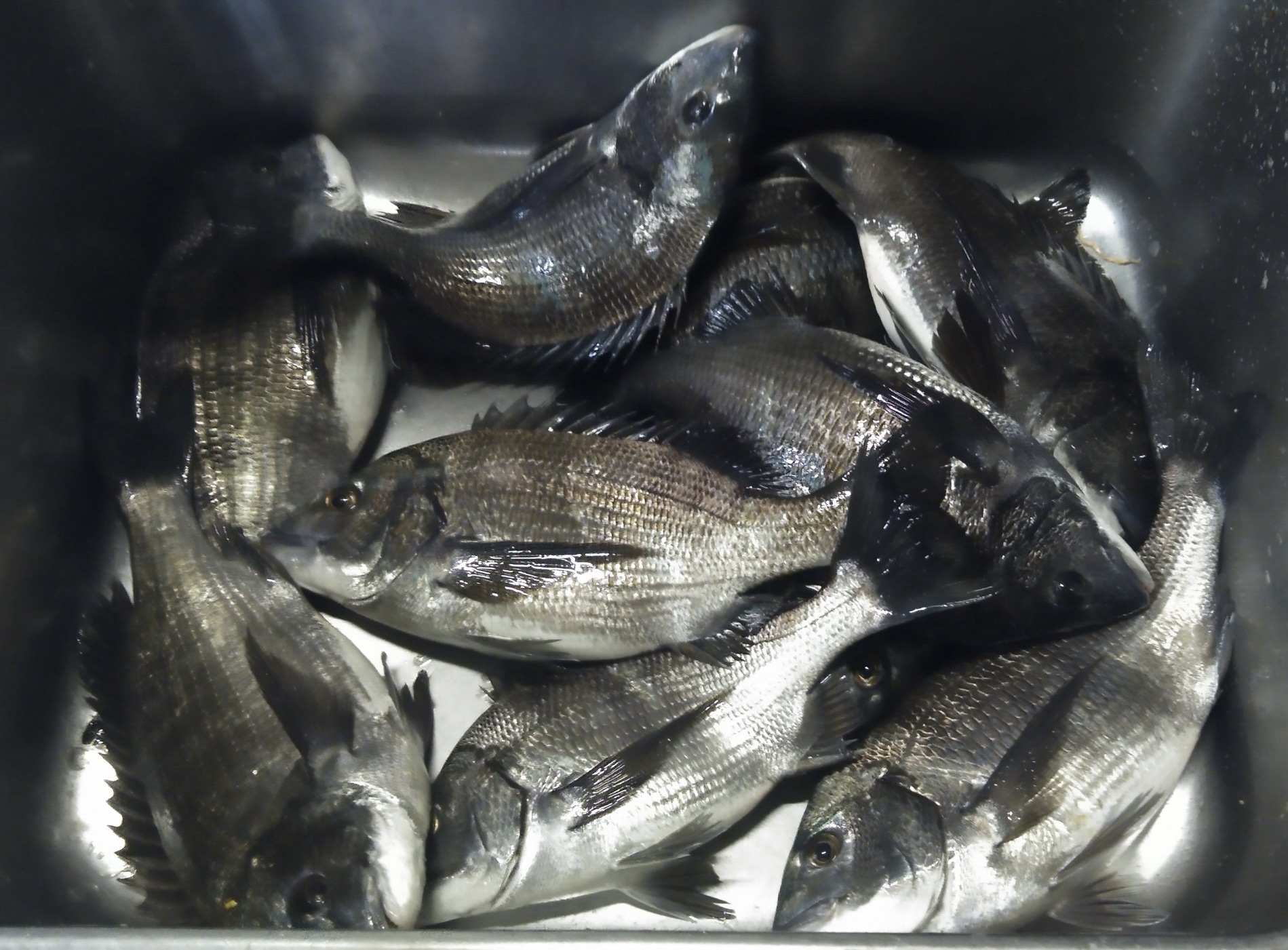 連日、折戸で好漁(^-^)vサムネイル