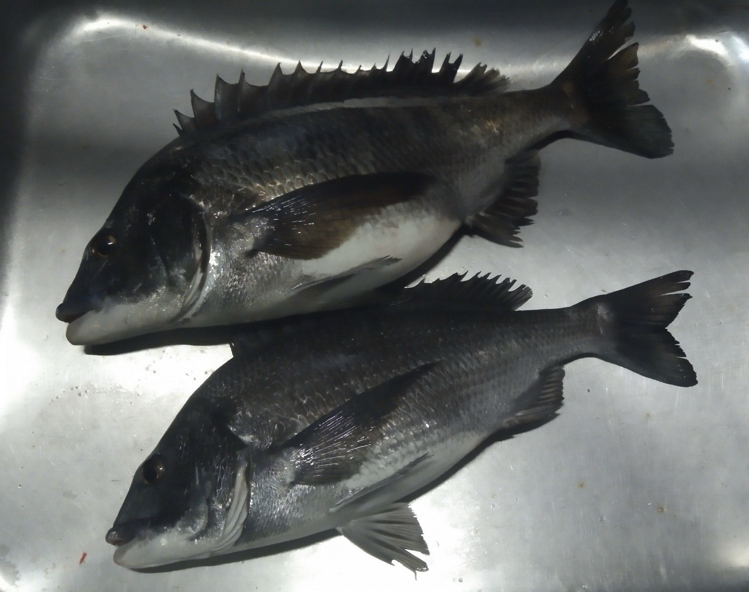 予報より早く雨が降り出しました(°▽°)サムネイル