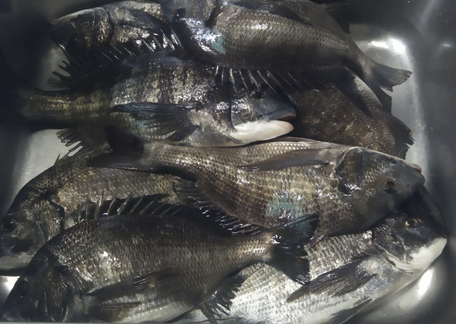 貯木場で大釣り╰(*´︶`*)╯♡サムネイル