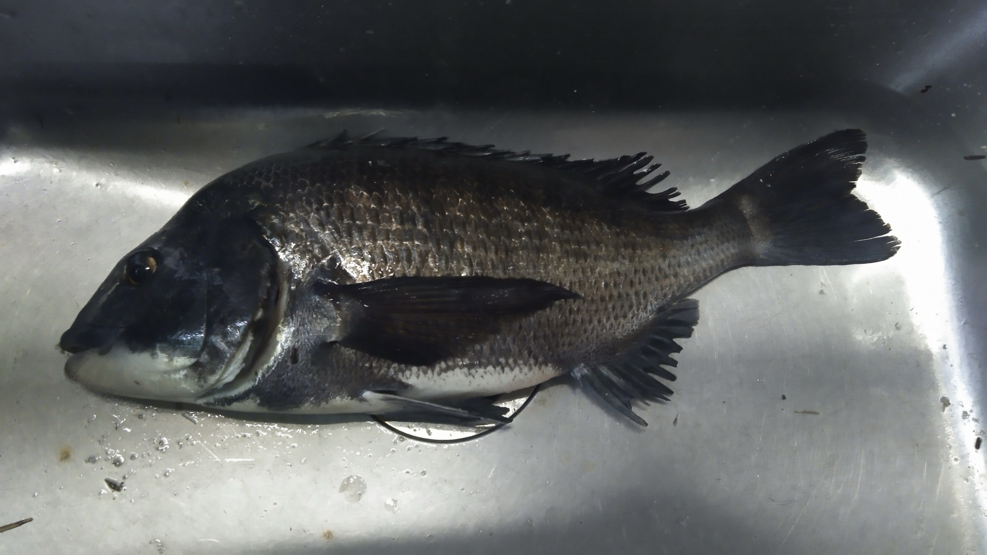 チームシーガー清水港大会が開催されました(o^^o)サムネイル