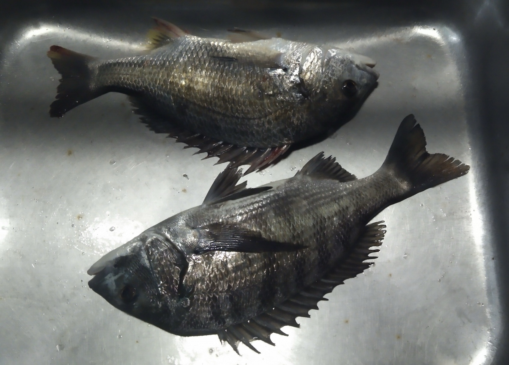 親子でクロダイ、キビレ1尾ずつ(^_^)vサムネイル