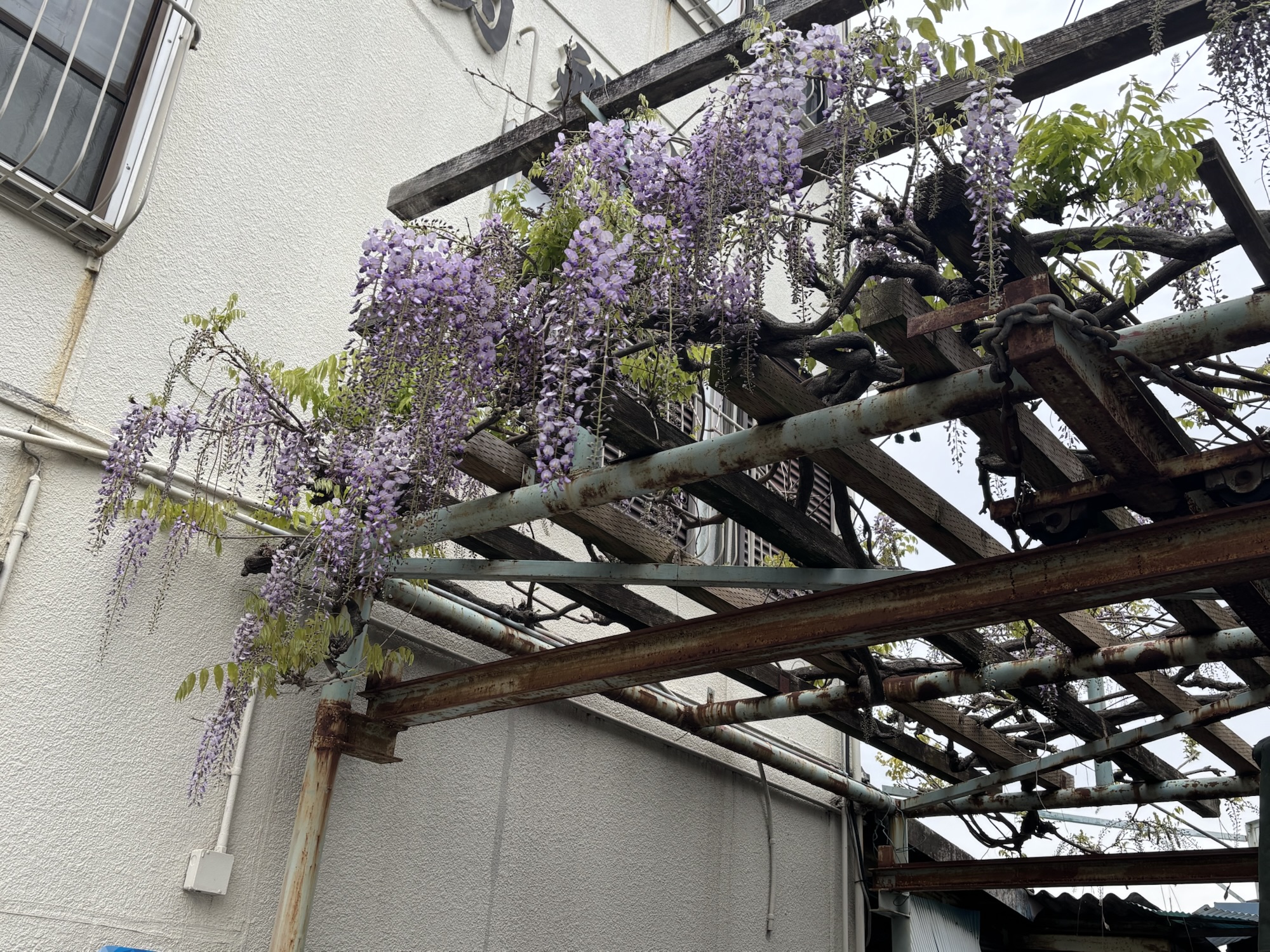藤棚の藤が綺麗に咲き始めました(((o(*ﾟ▽ﾟ*)o)))♡サムネイル