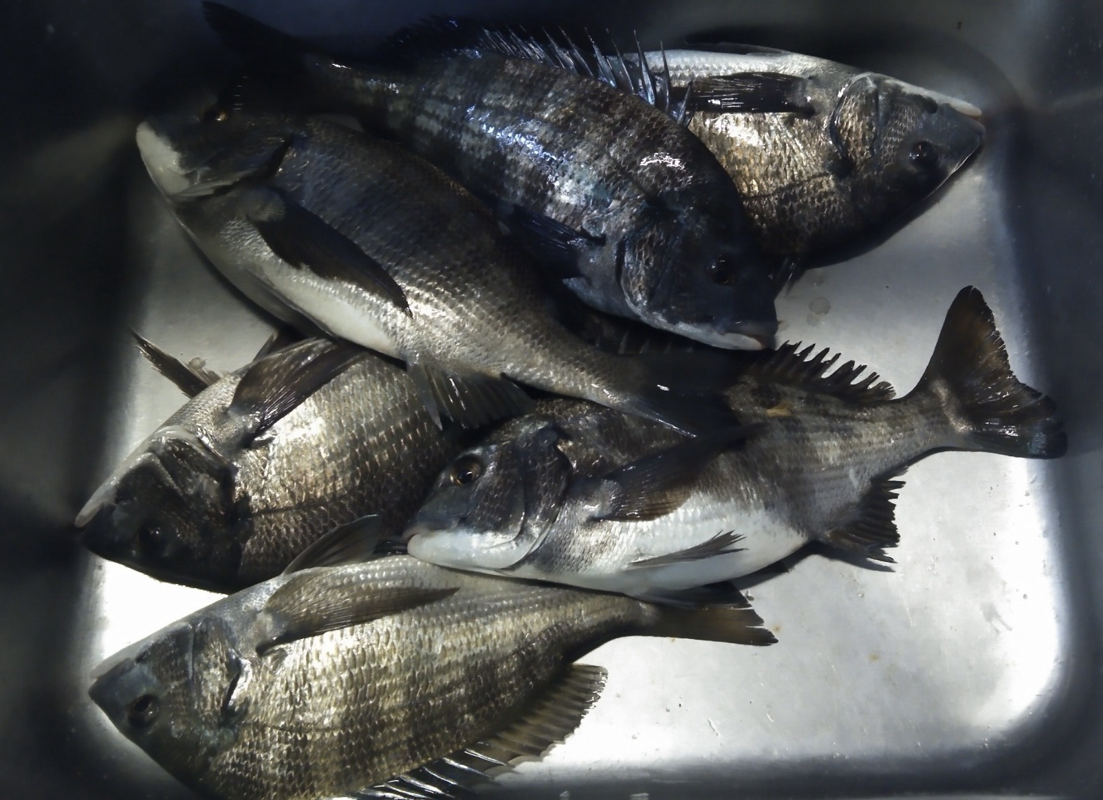 折戸で大釣り(o^^o)サムネイル