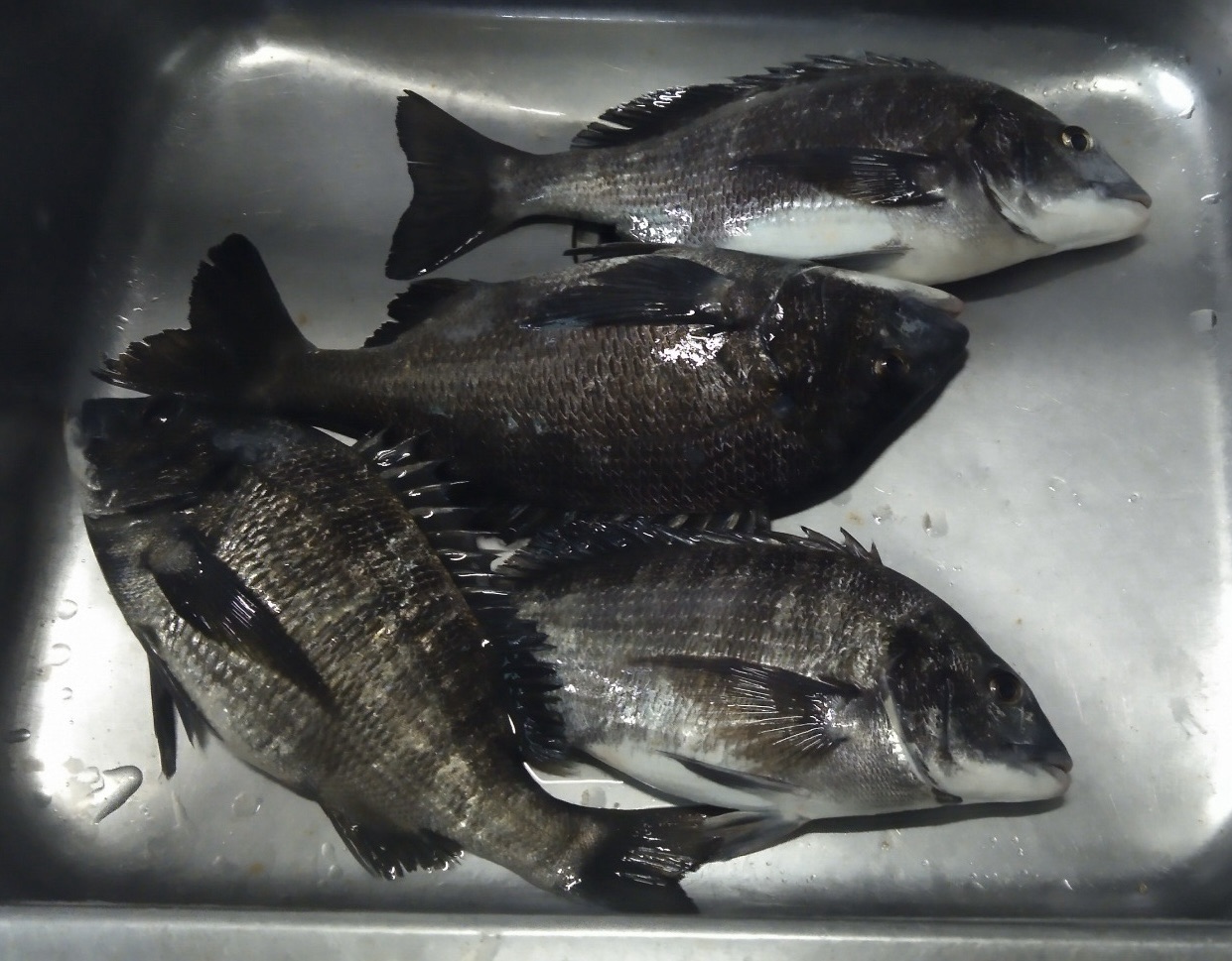 離岸堤、今日は好漁(o^^o)サムネイル