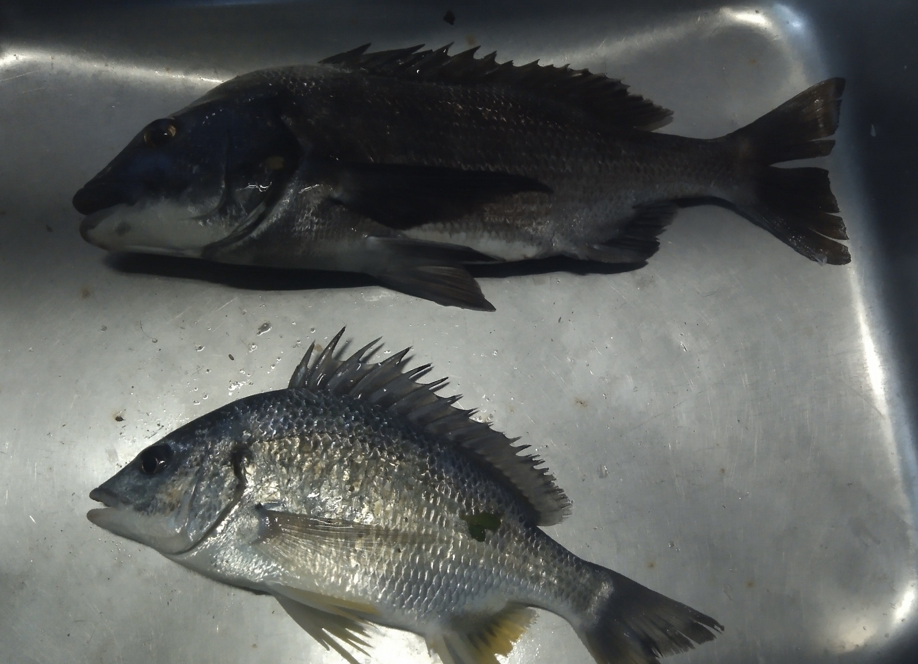 どこも単発傾向、貯木場で大物釣れる(^^)vサムネイル