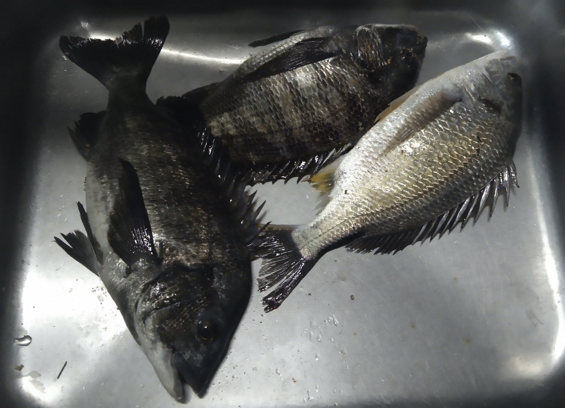 単発傾向変わらず、釣れれば大物(o^^o)サムネイル