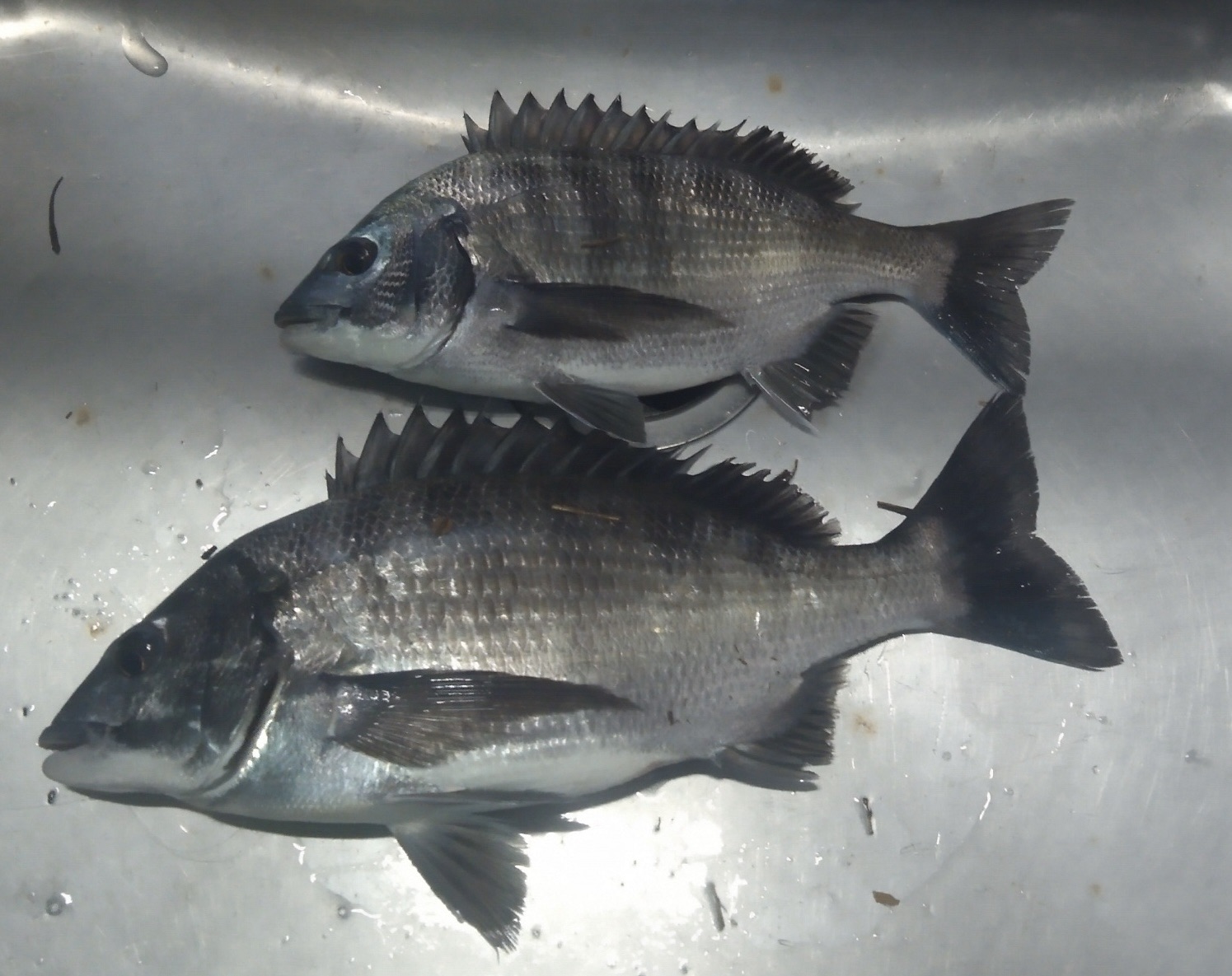 昨日同様、単発傾向変わらず(^_-)サムネイル