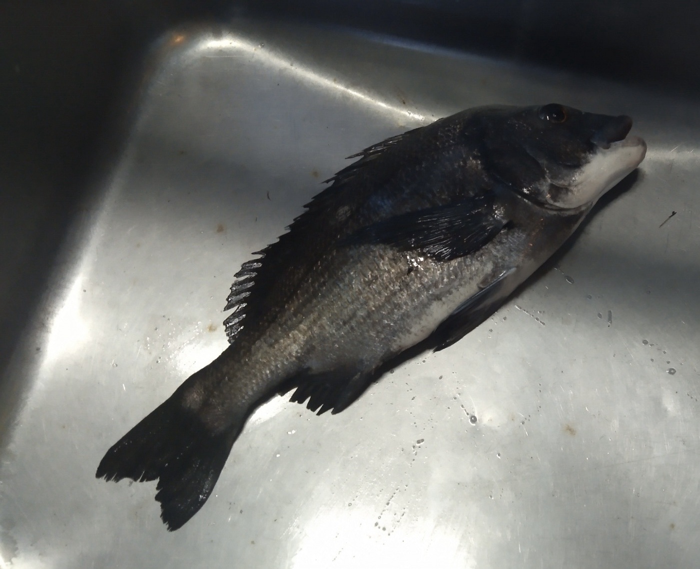 貯木場で昼前に大物ゲット(*´∀`)♪サムネイル