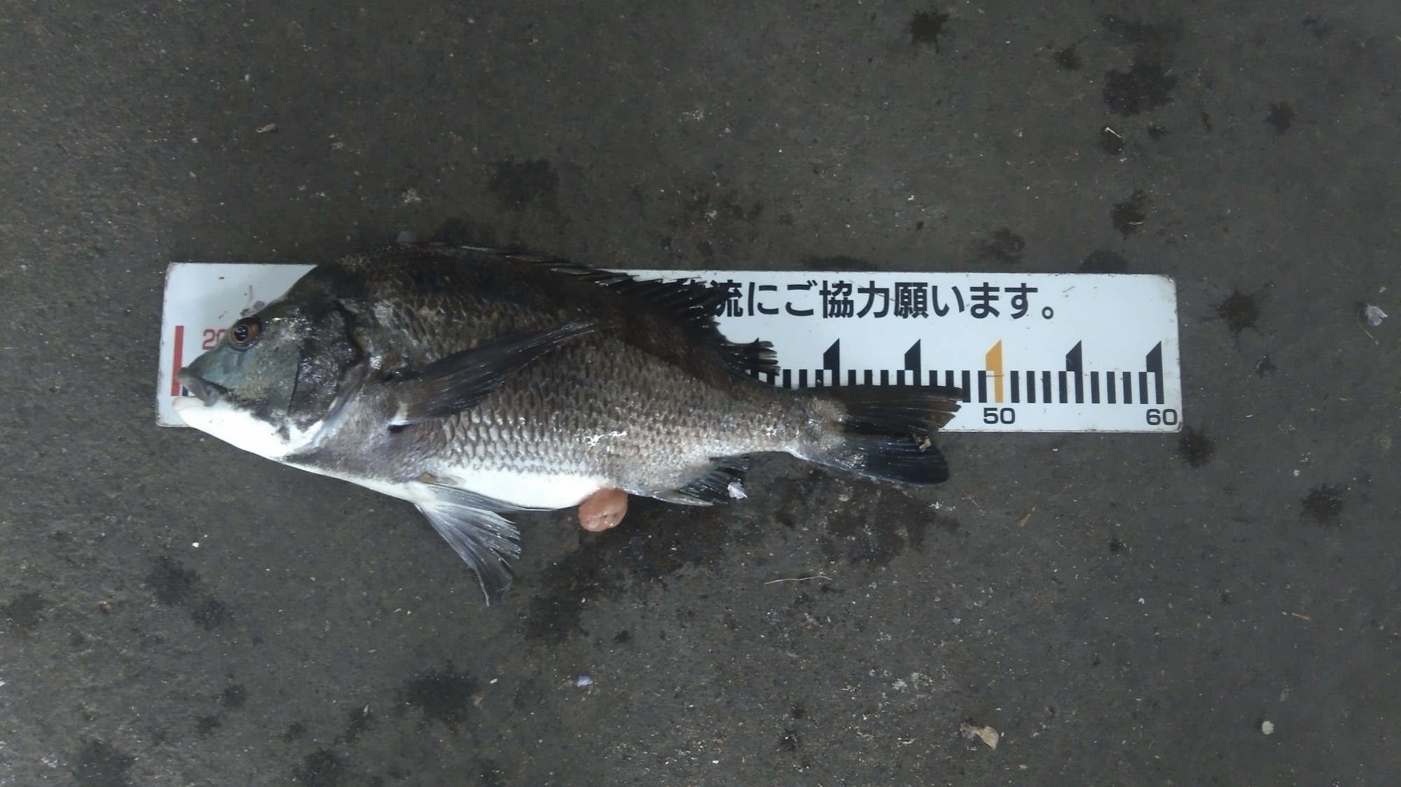 大物釣り好調*\(^o^)/*サムネイル