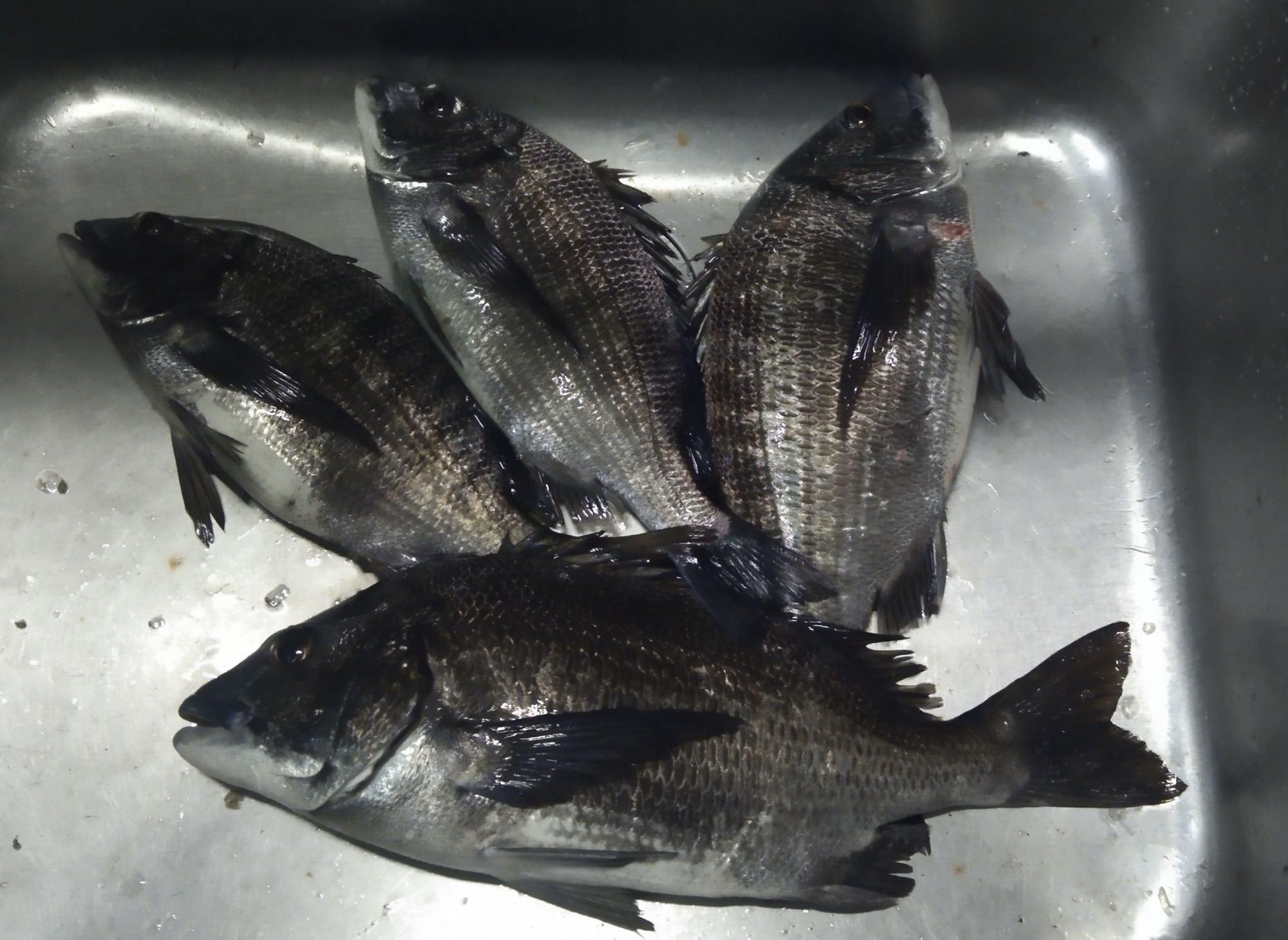 離岸堤で大物ゲット(o^^o)サムネイル