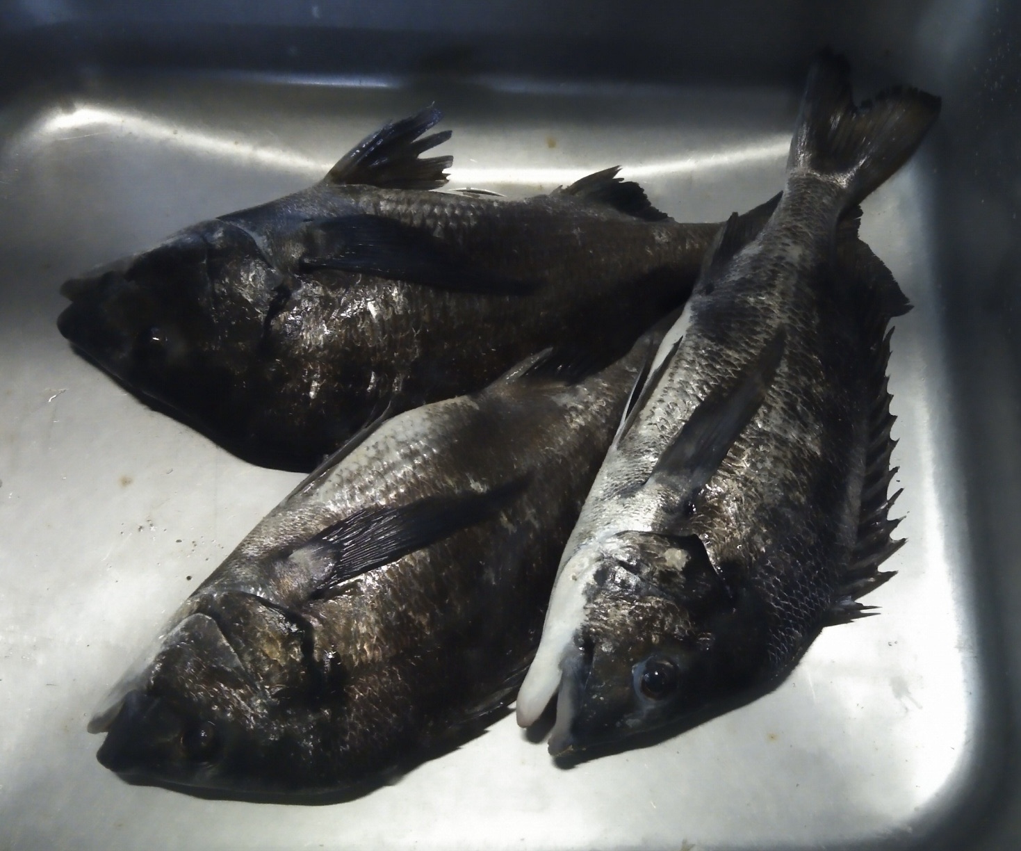 各所でクロダイ釣れ、そのほとんどが４０㎝級の大物*\(^o^)/*サムネイル