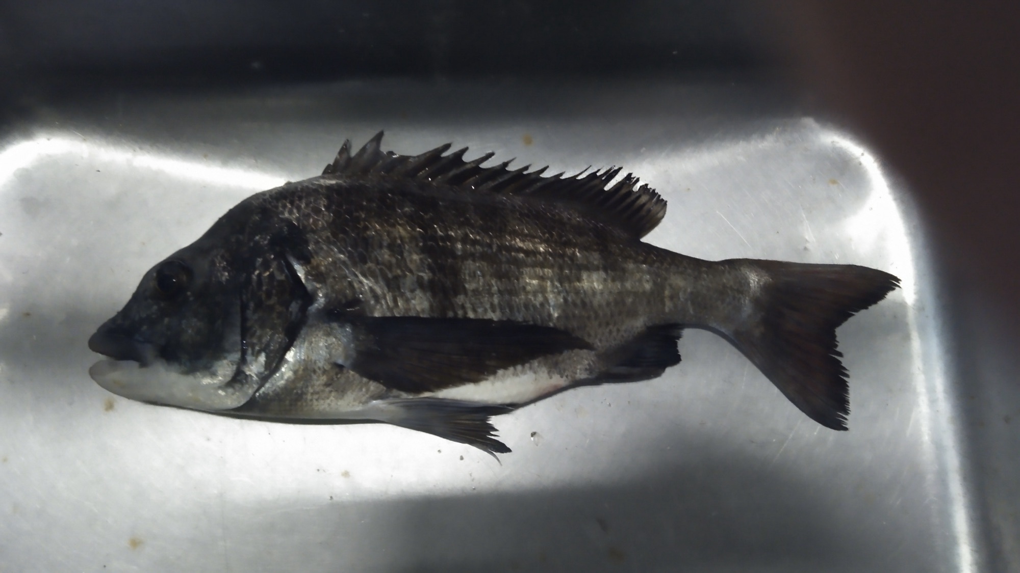 大物釣りコンテスト開催*\(^o^)/*サムネイル