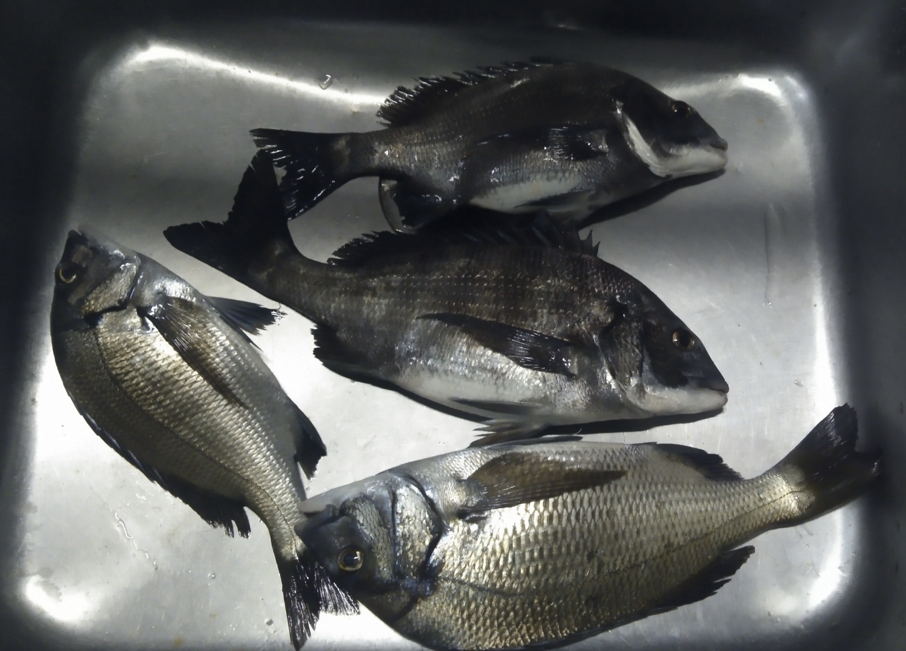 三保取入口で好漁(^^)サムネイル