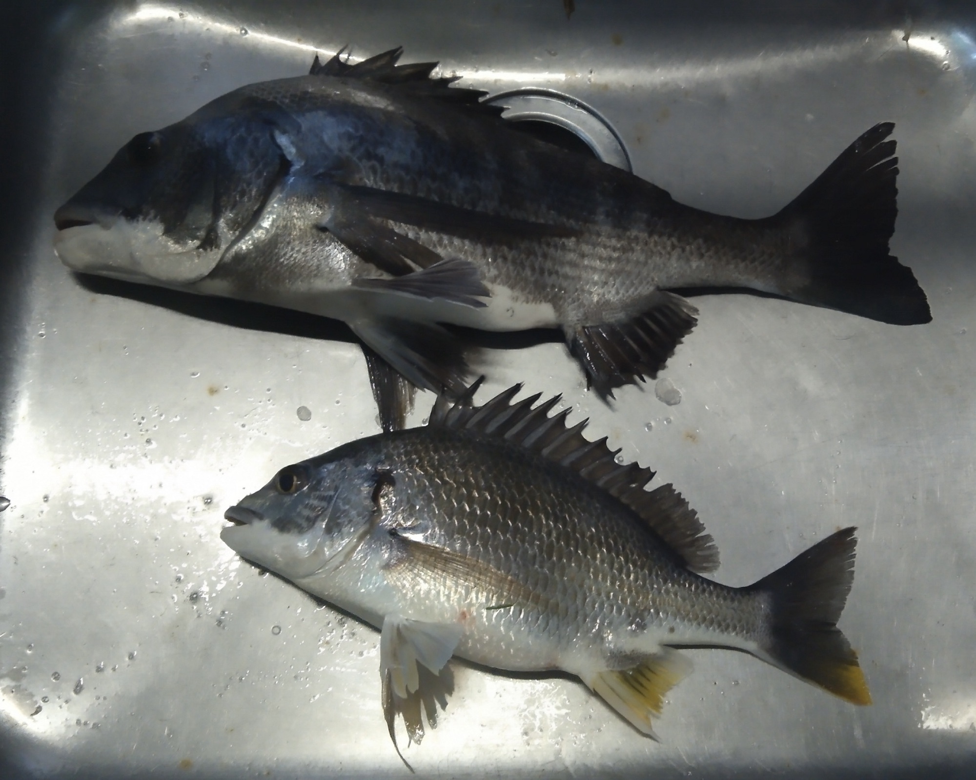 折戸湾深場で大物釣れる*\(^o^)/*サムネイル
