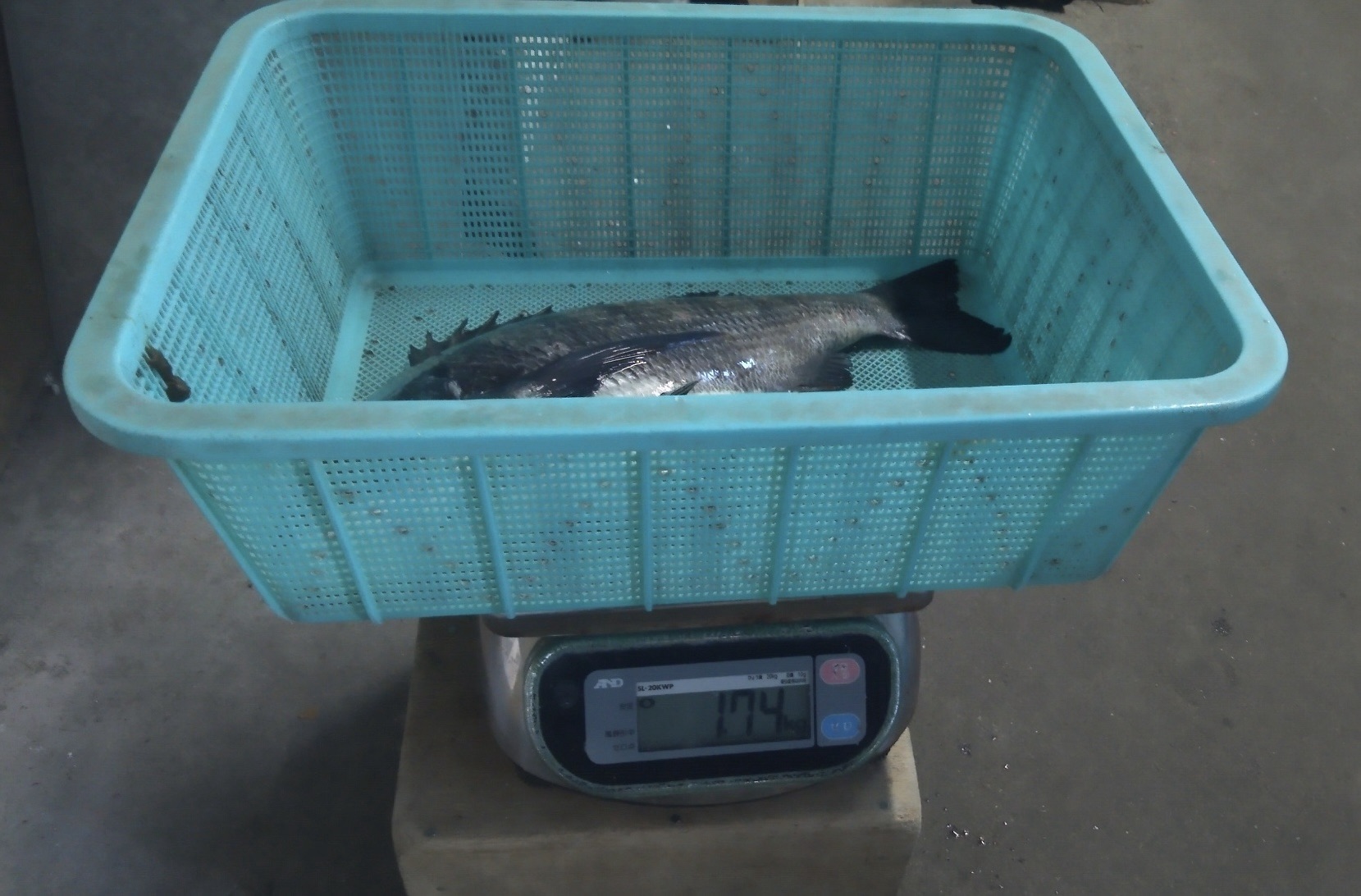 一文字堤でコンテスト暫定トップとなる大物釣れた*\(^o^)/*サムネイル