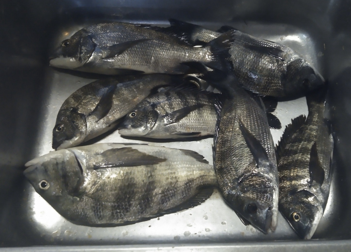 各所で４０㎝級の大物釣れる(o^^o)サムネイル