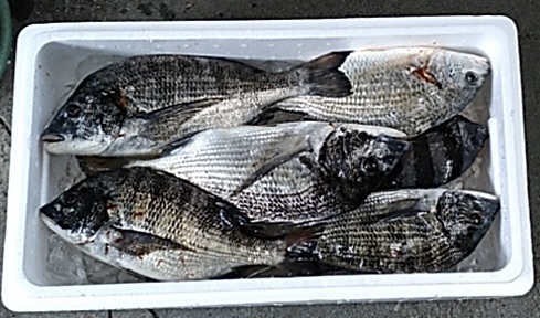 釣行者全員がクロダイあるいはキビレをゲット*\(^o^)/*サムネイル