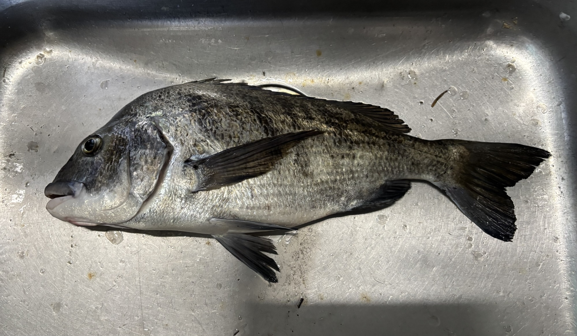 午後から大物釣れた(^-^)vサムネイル