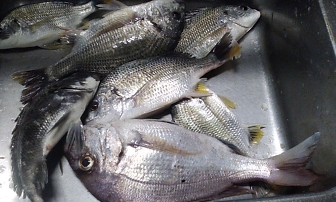 フレッシュトーナメント以上の釣果が出ています(^^)vサムネイル